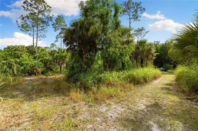 a view of a pathway of a garden