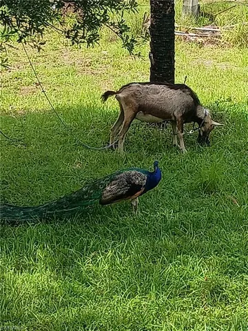 a view of outdoor space and yard