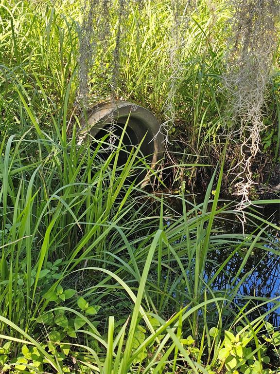 786 Fort Florida Road DeBary, FL 32713 - Photo 4 of 7 a view of a plant