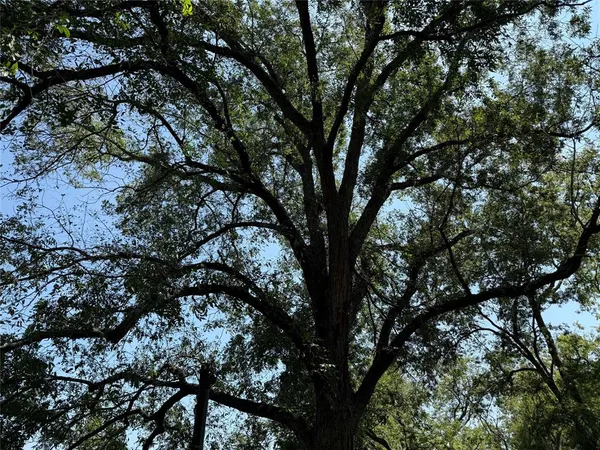 a view of a tree in a yard