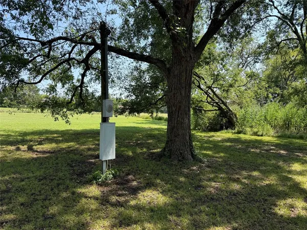 a picture of a tree with a yard