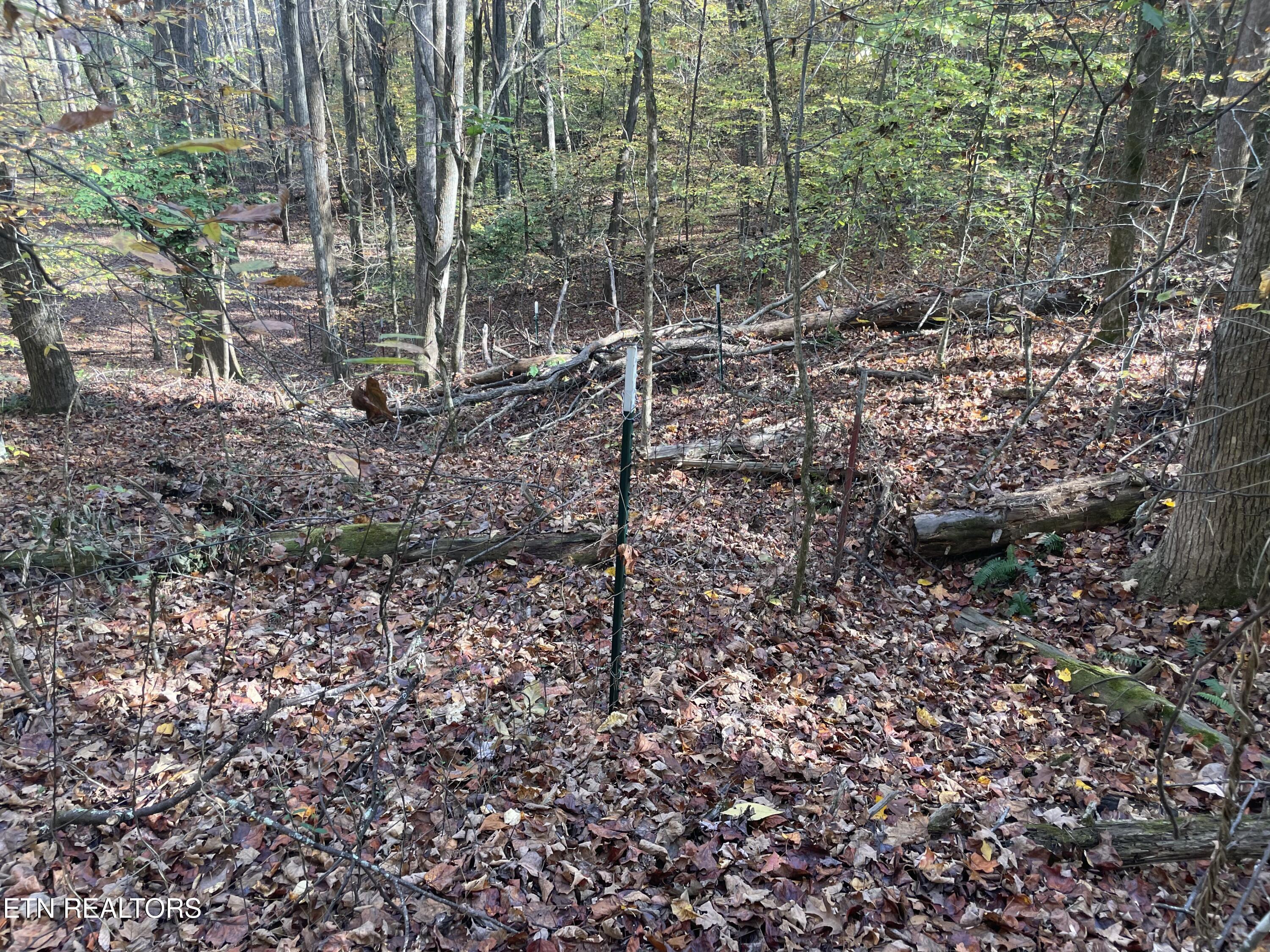 Creek Road Knoxville, TN 37931 - Photo 13 of 31 IMG_20250514_152552 (5)