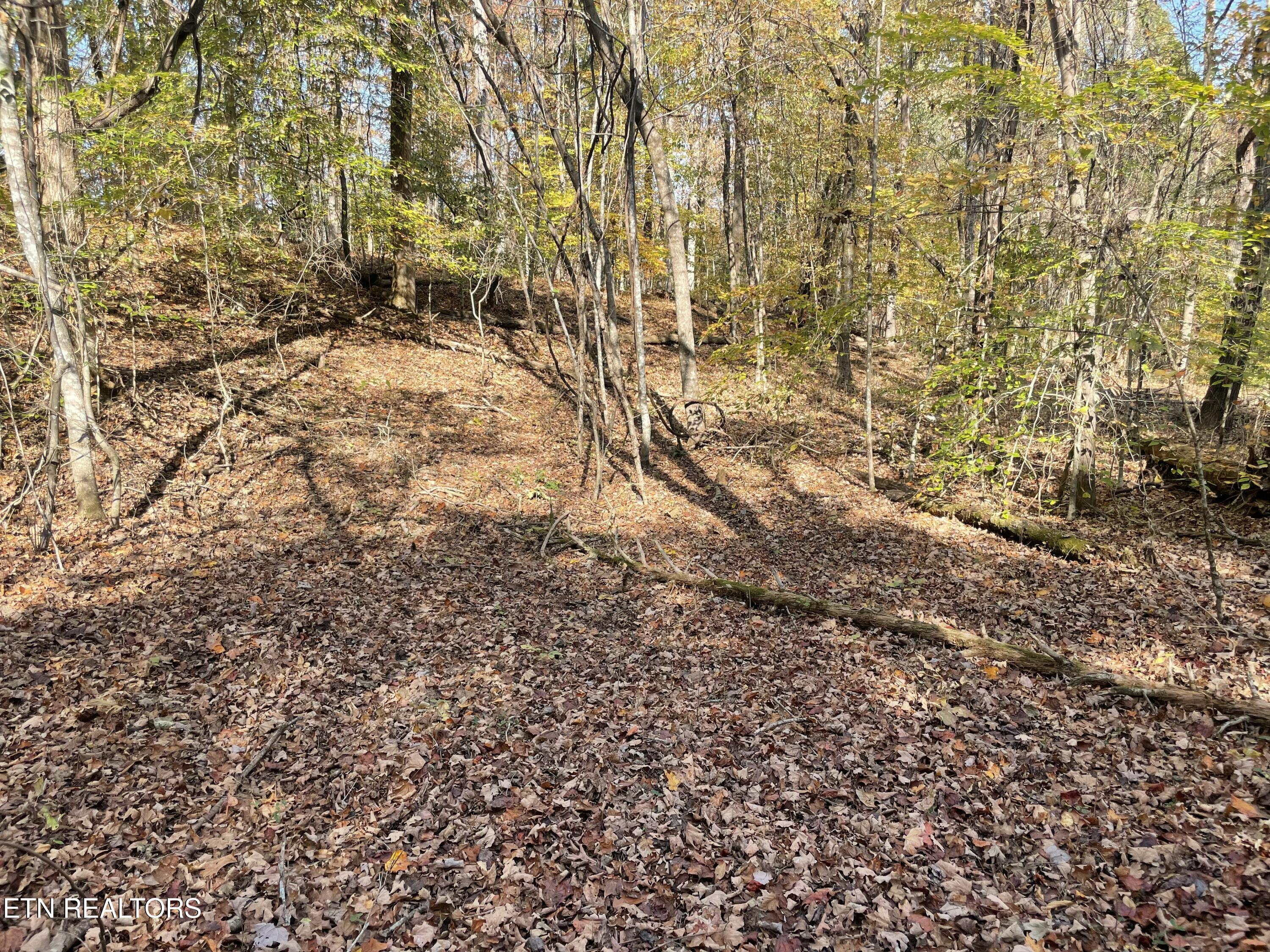 Creek Road Knoxville, TN 37931 - Photo 15 of 31 IMG_20250514_152552 (7)