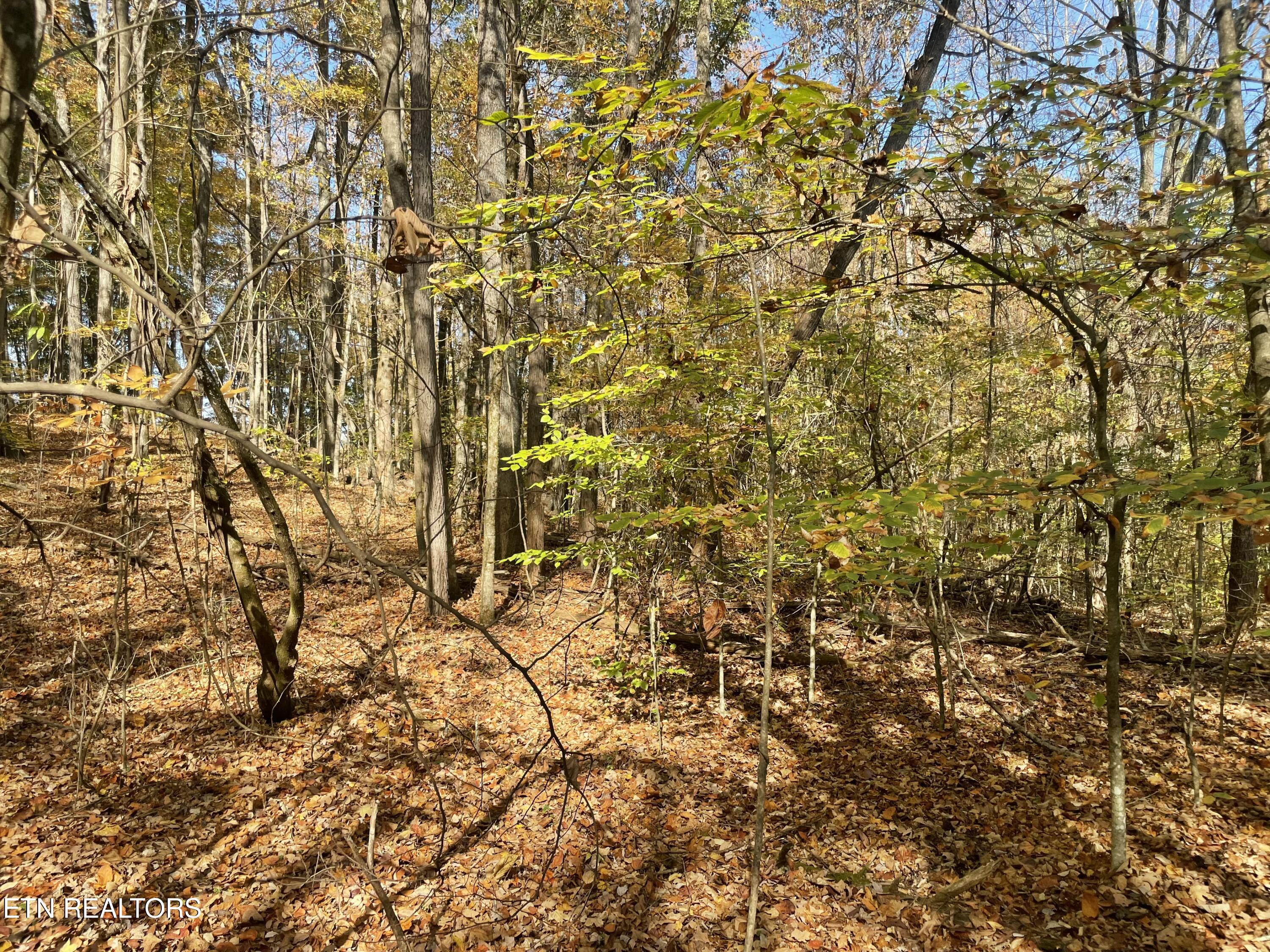 Creek Road Knoxville, TN 37931 - Photo 16 of 31 IMG_20250514_152552 (8)