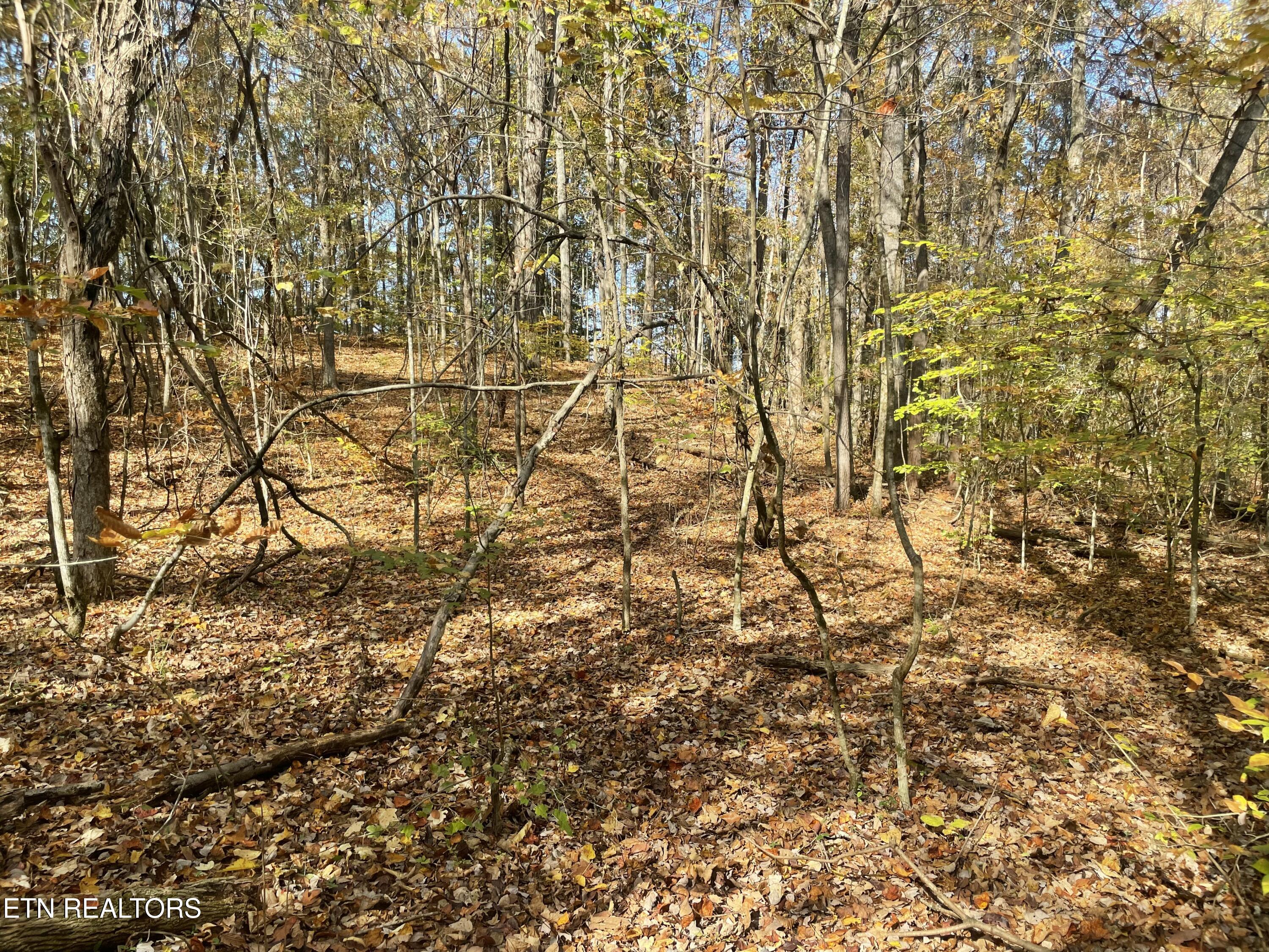 Creek Road Knoxville, TN 37931 - Photo 17 of 31 IMG_20250514_152552 (9)