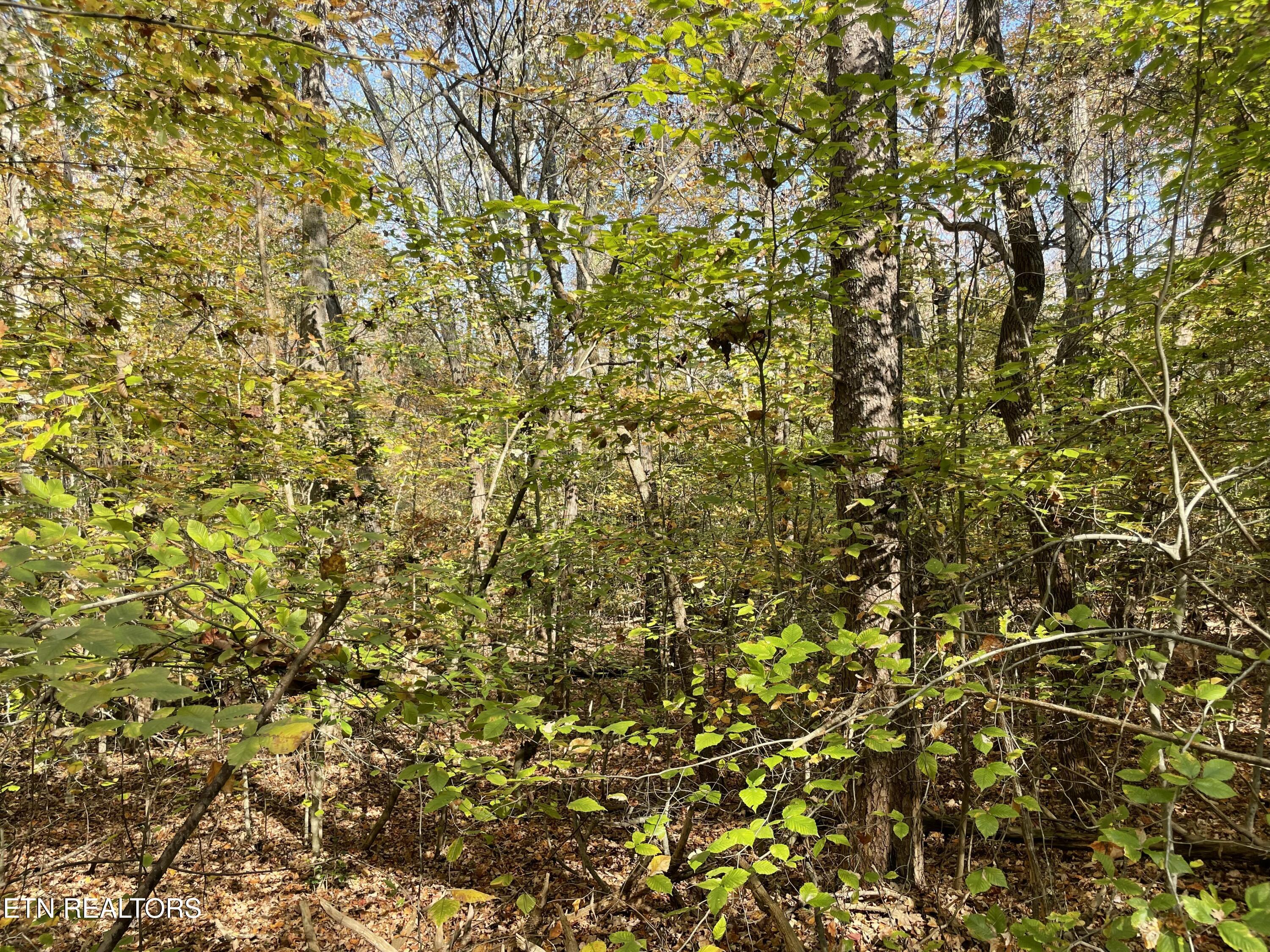 Creek Road Knoxville, TN 37931 - Photo 18 of 31 IMG_20250514_152552 (10)