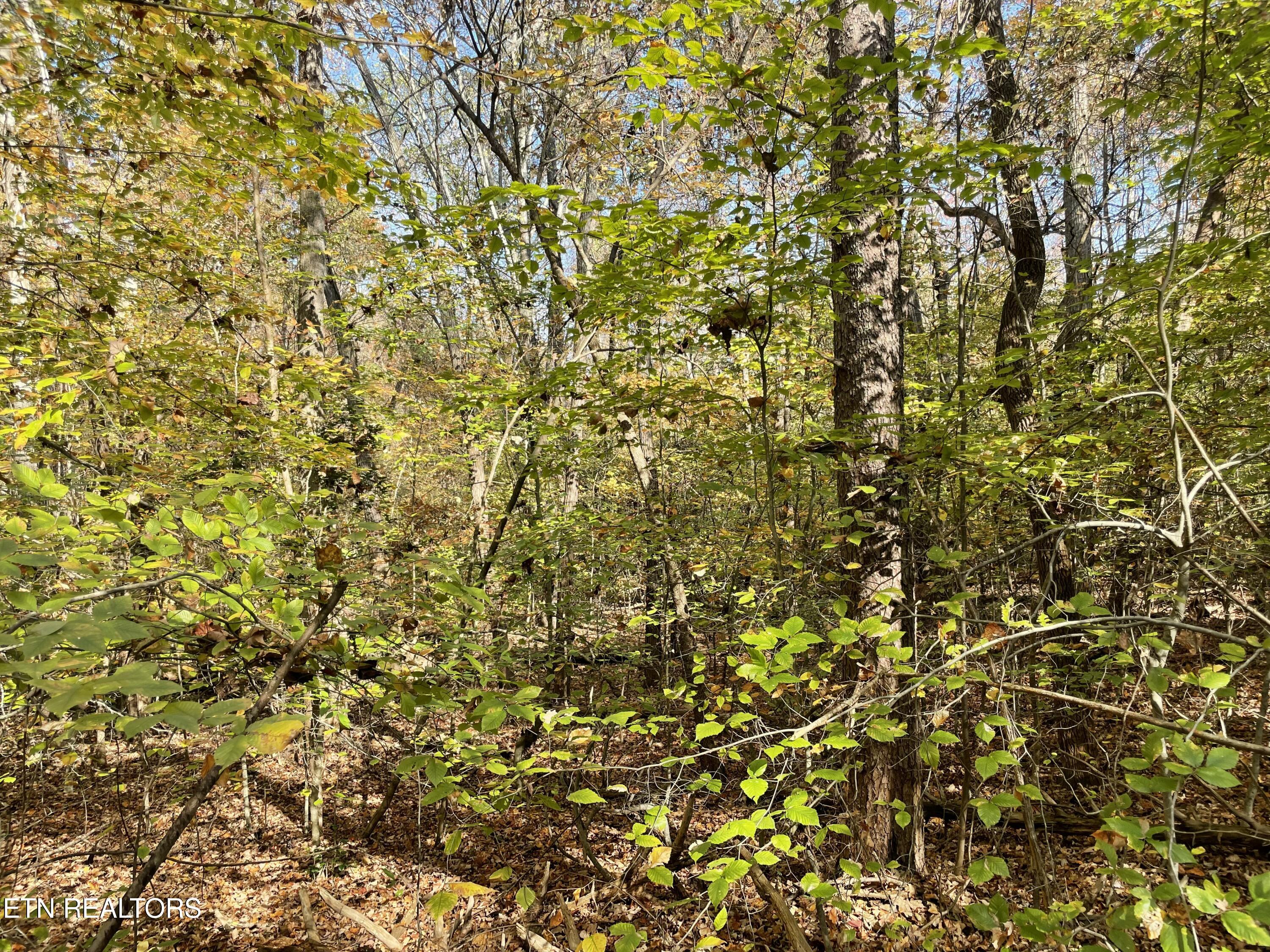 Creek Road Knoxville, TN 37931 - Photo 19 of 31 IMG_20250514_152552 (11)