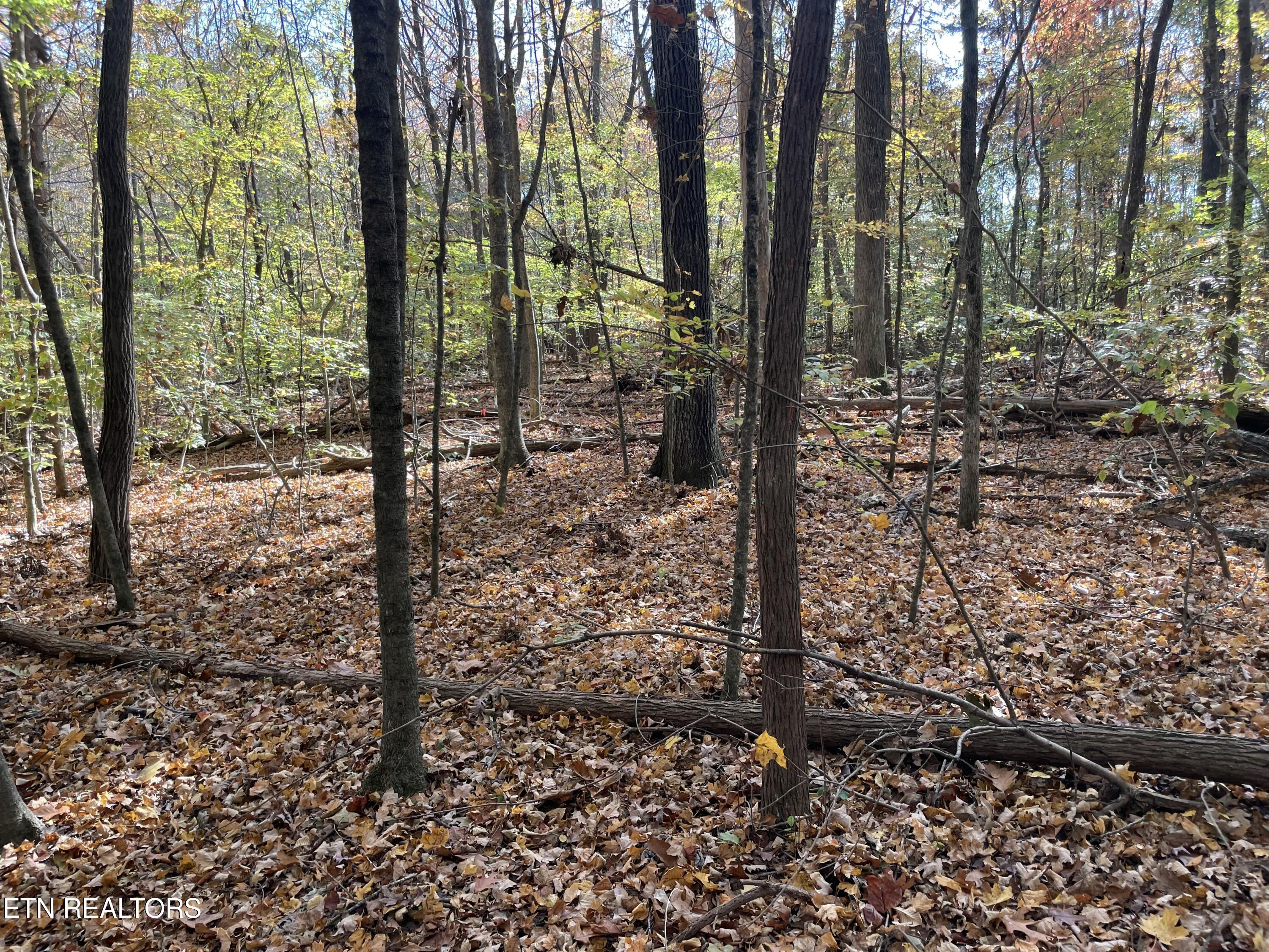 Creek Road Knoxville, TN 37931 - Photo 21 of 31 IMG_20250514_153659 (8)