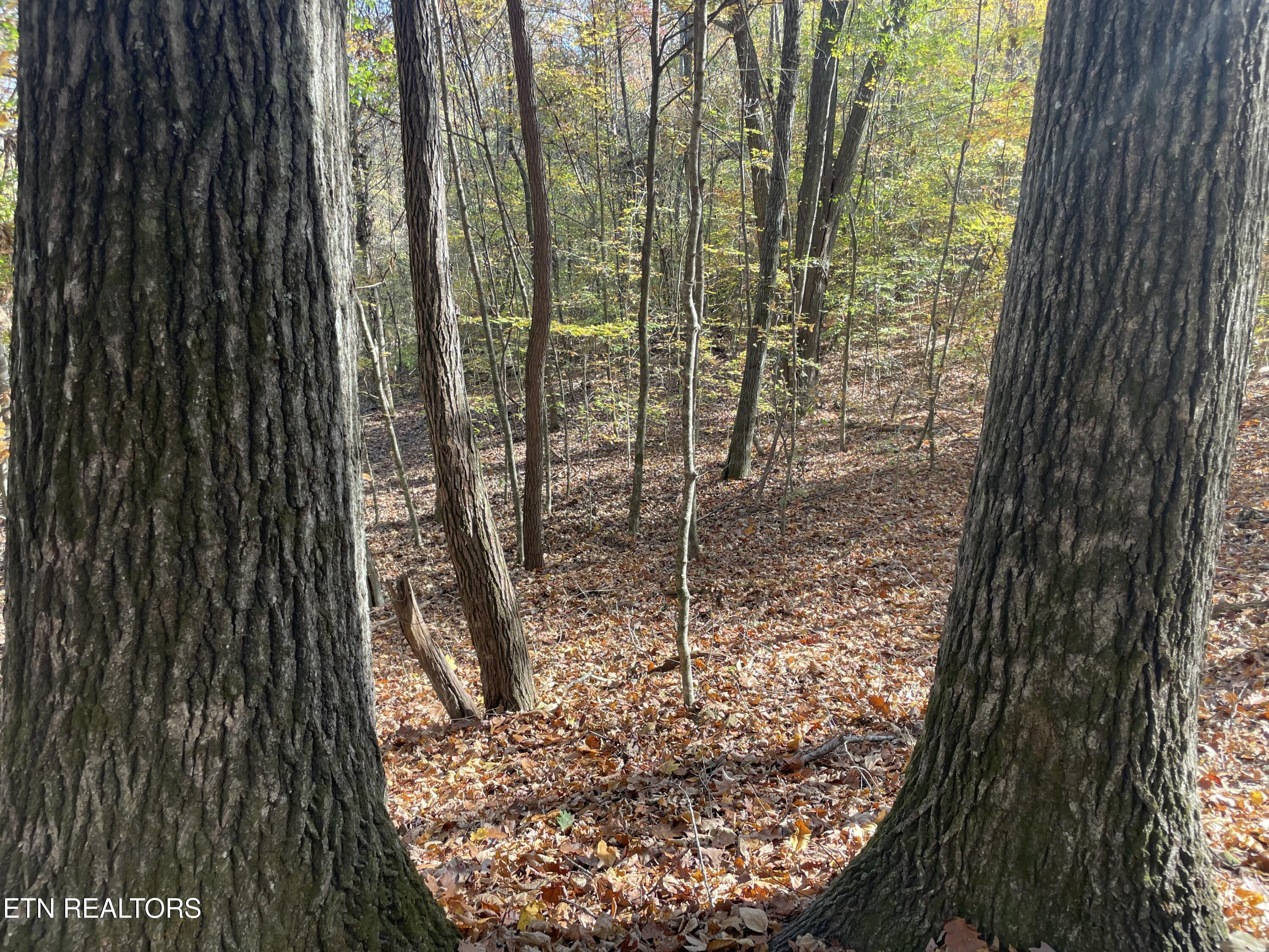 Creek Road Knoxville, TN 37931 - Photo 22 of 31 IMG_20250514_153659 (9)