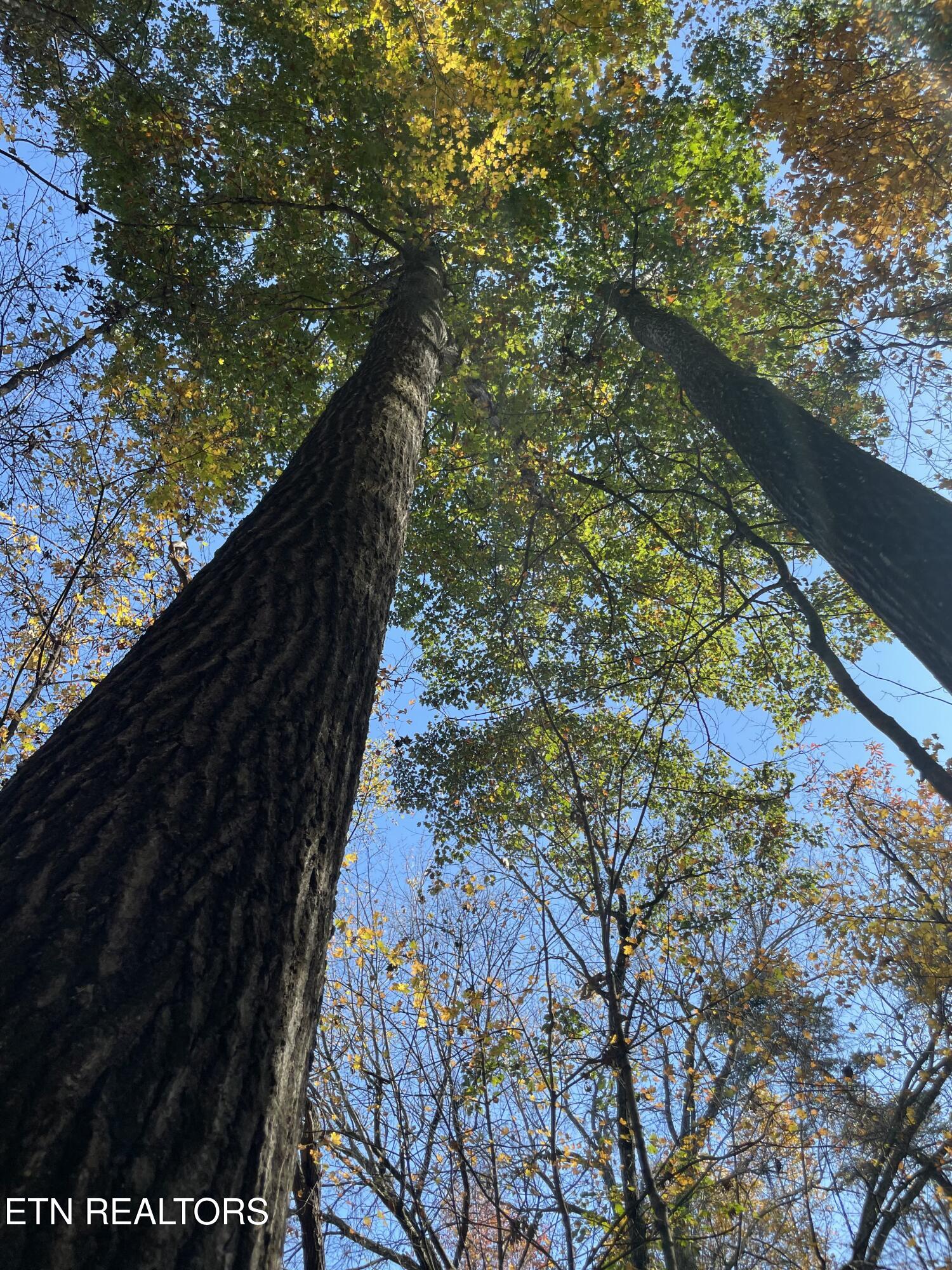 Creek Road Knoxville, TN 37931 - Photo 23 of 31 IMG_20250514_153659 (10)