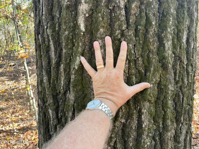 $100,000 | Creek Road, Knoxville, TN 37931