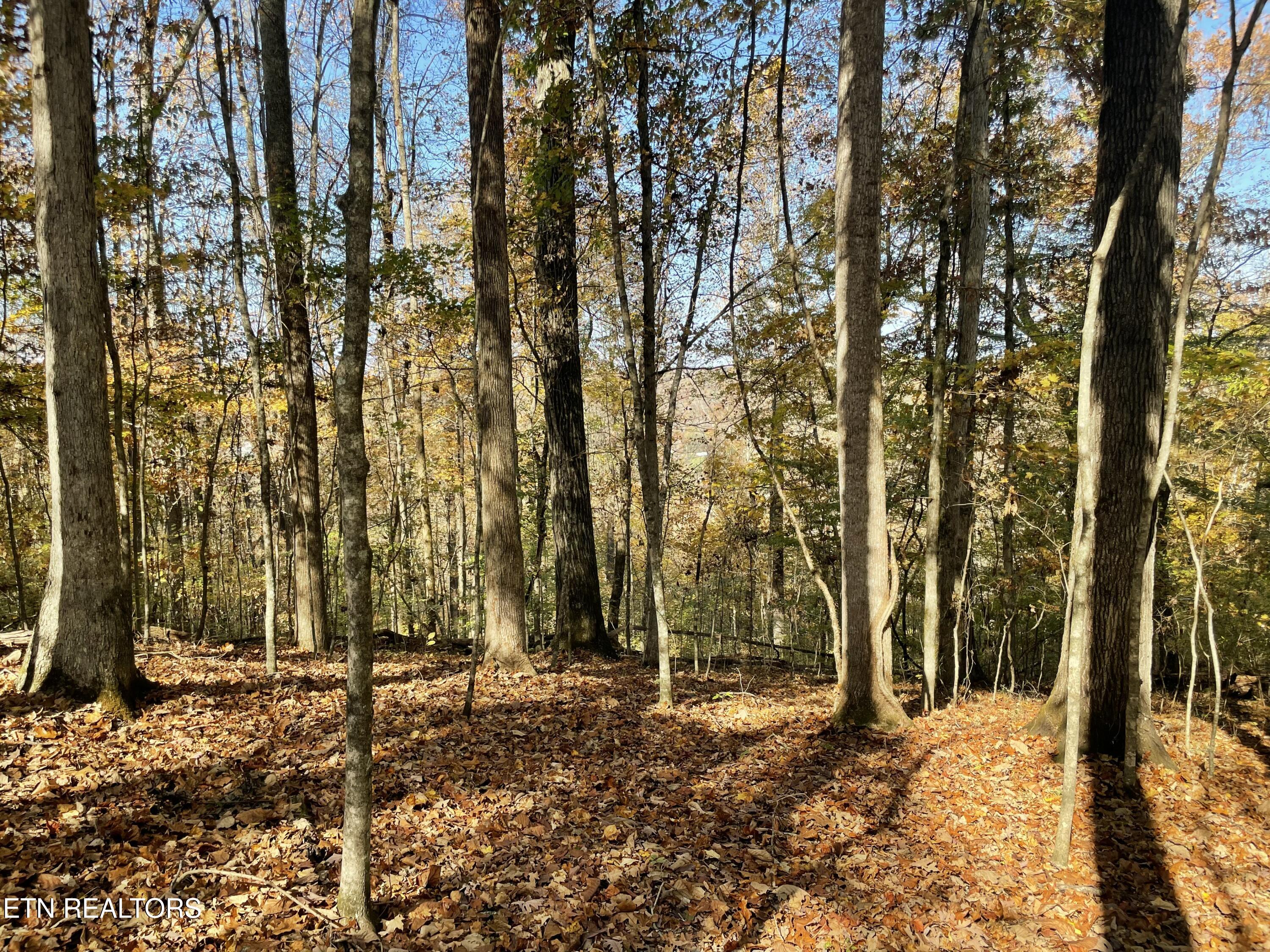 Creek Road Knoxville, TN 37931 - Photo 25 of 31 IMG_20250514_153659 (14)