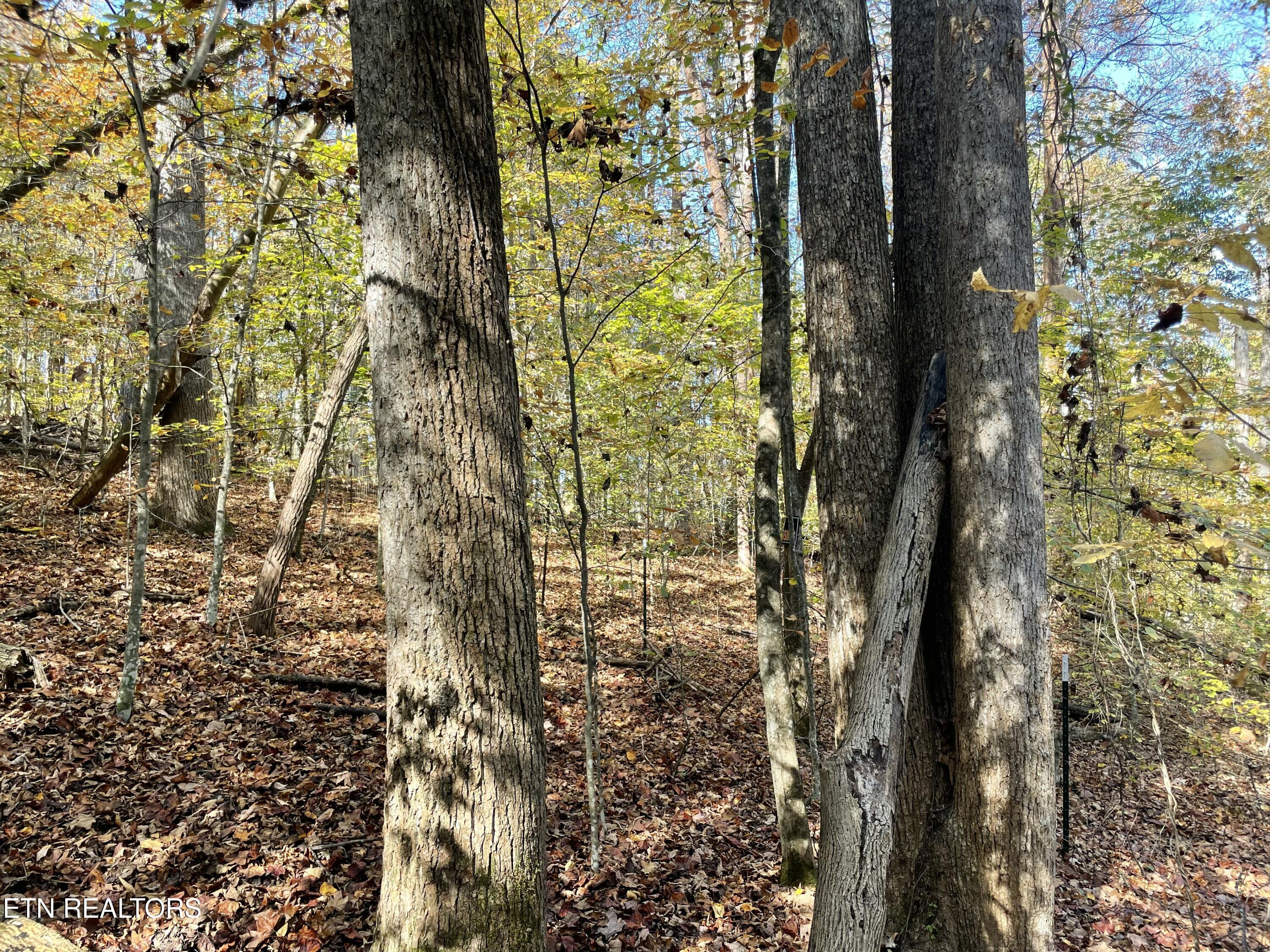 Creek Road Knoxville, TN 37931 - Photo 26 of 31 IMG_20250514_154927