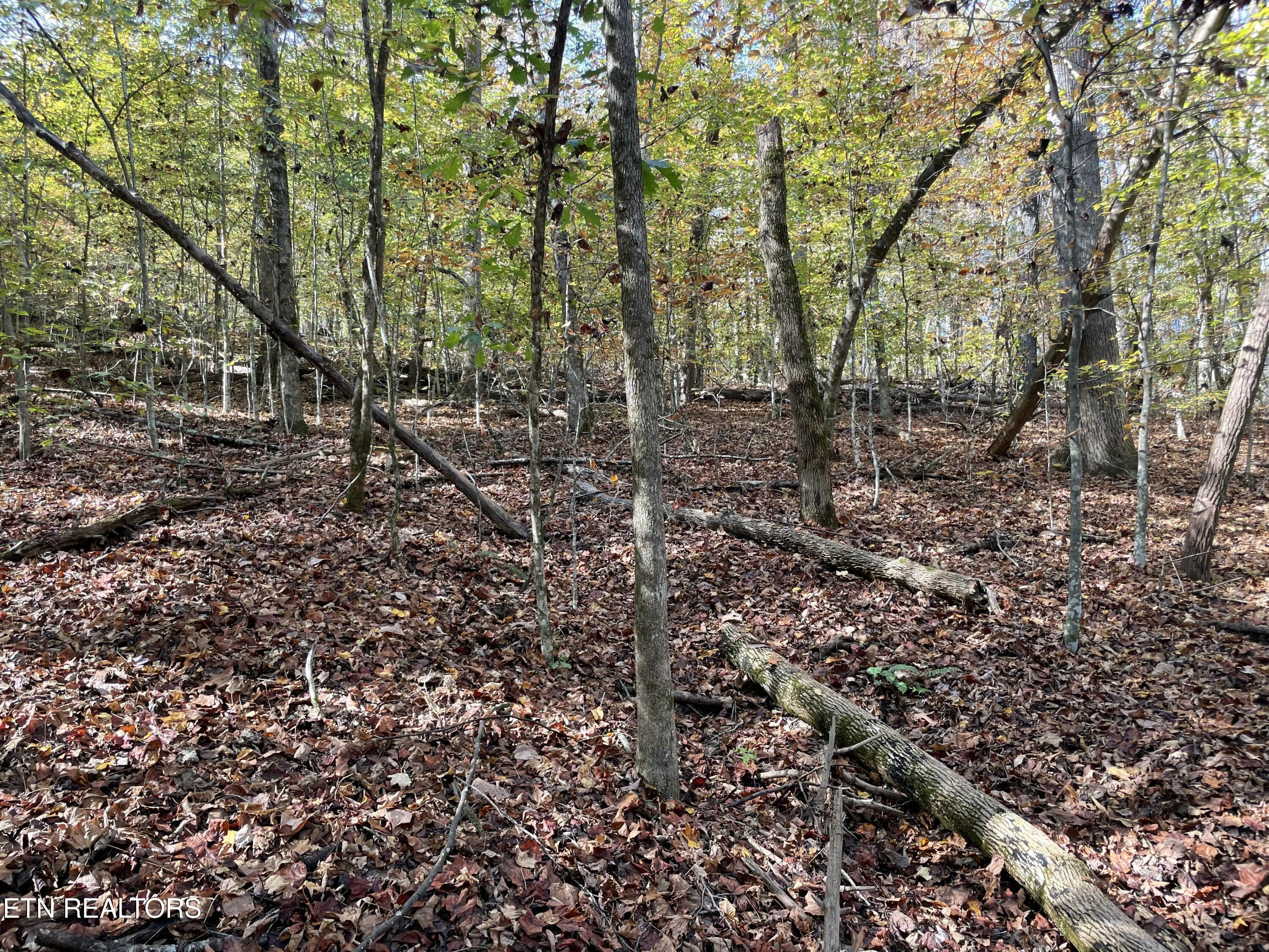 Creek Road Knoxville, TN 37931 - Photo 27 of 31 IMG_20250514_154927 (1)