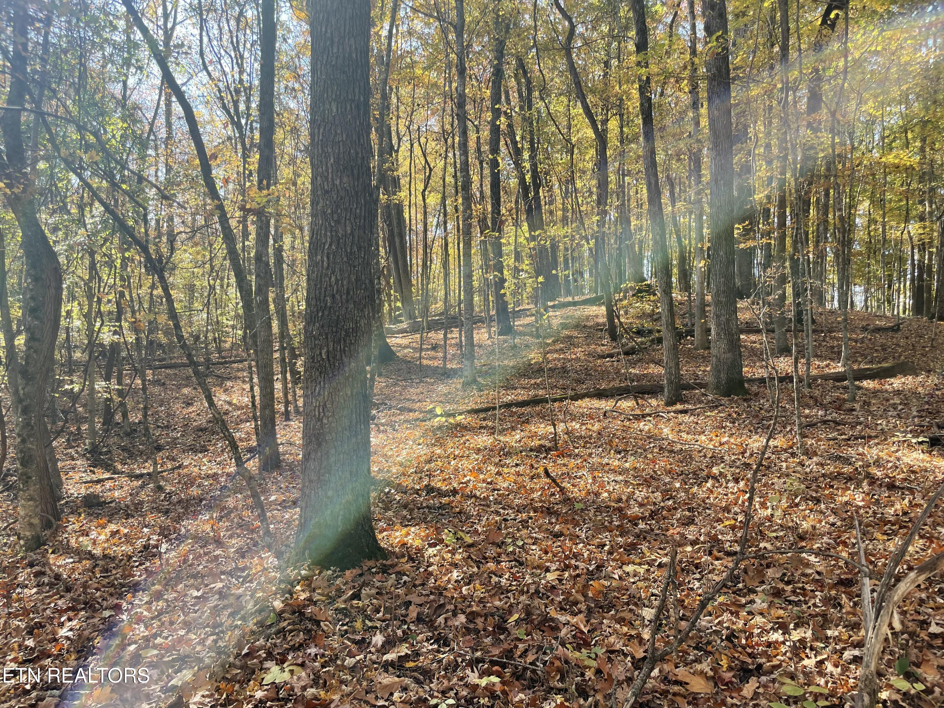 Creek Road Knoxville, TN 37931 - Photo 28 of 31 IMG_20250514_153659 (12)