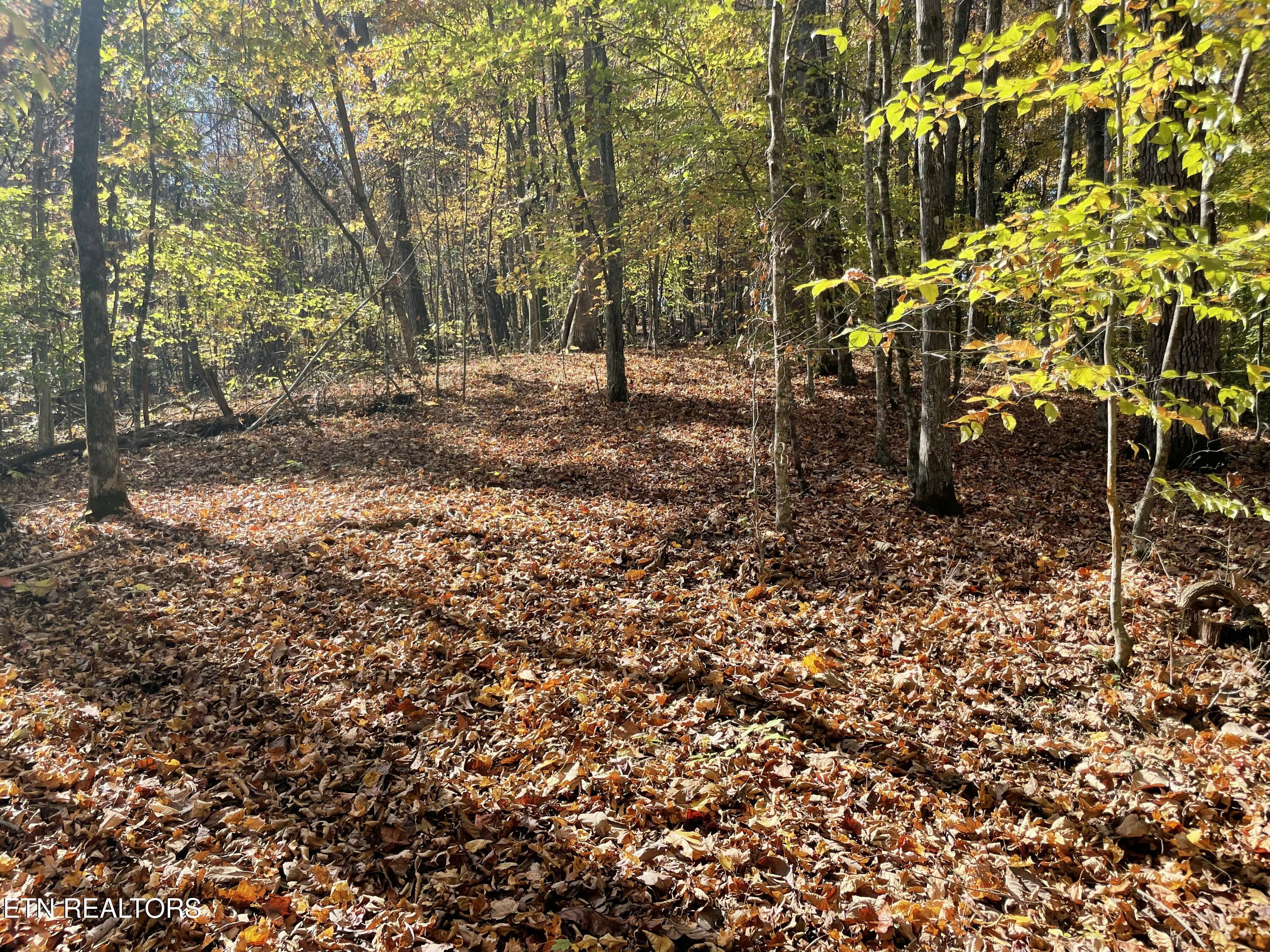 Creek Road Knoxville, TN 37931 - Photo 30 of 31 IMG_20250514_153659 (13)