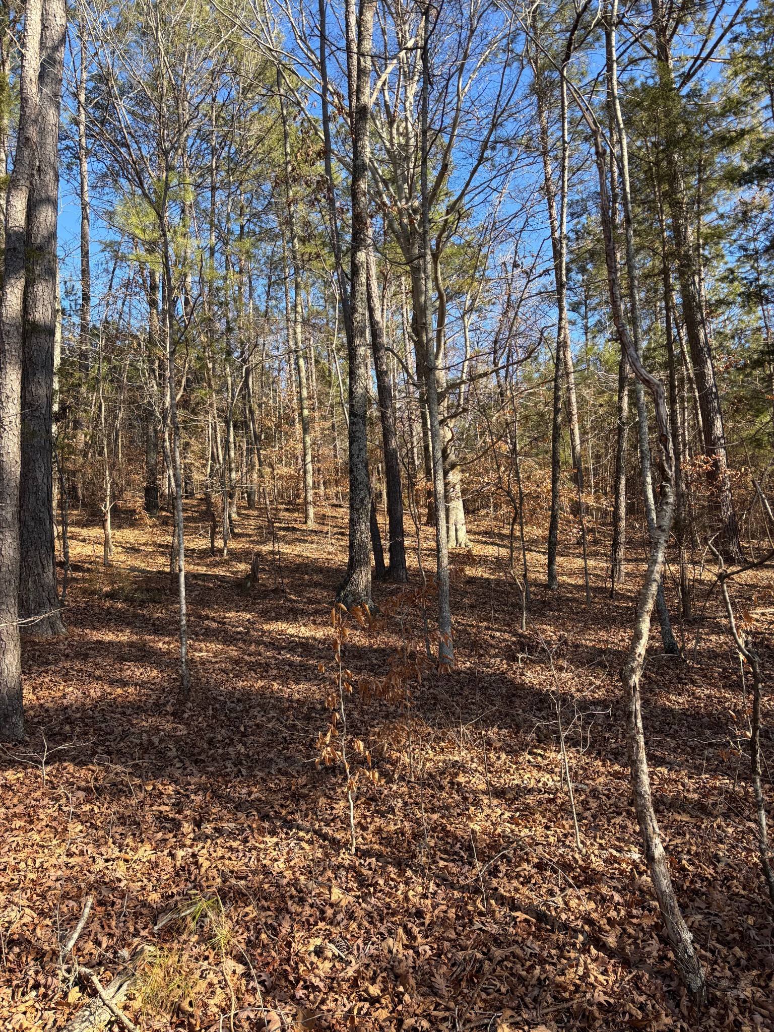 417 Sugar Tree School Road Sugar Tree, TN 38380 - Photo 12 of 15 Gallery Image 12