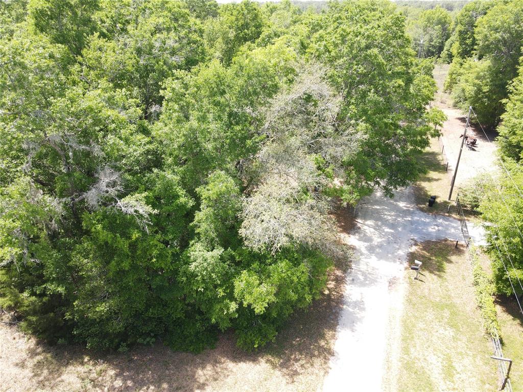 30 Southwest Sw Place Ocala, FL 34481 - Photo 3 of 12 a view of a yard with plants and large trees
