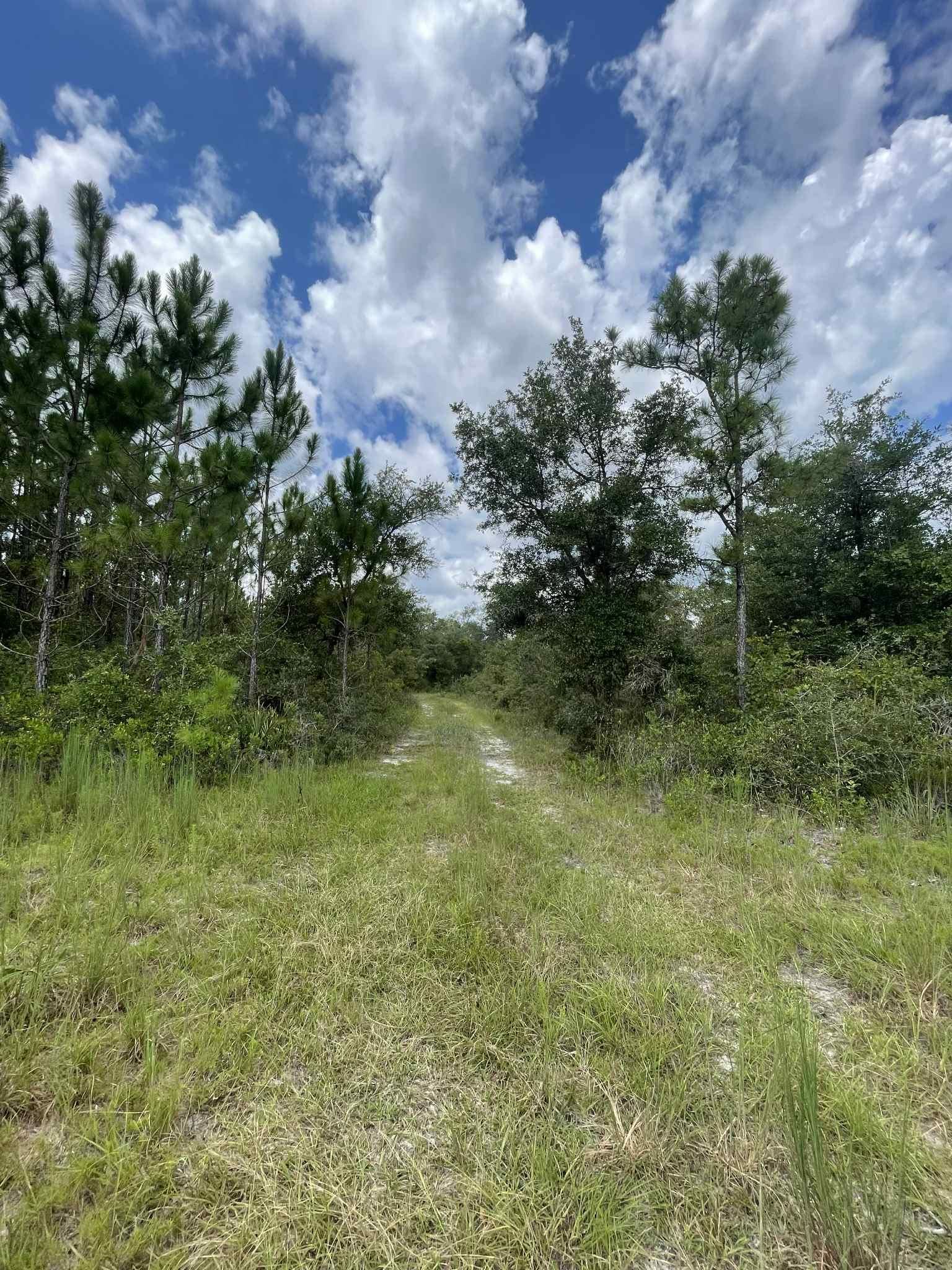 Xx Otter Creek Road Sopchoppy, FL 32358 - Photo 2 of 6