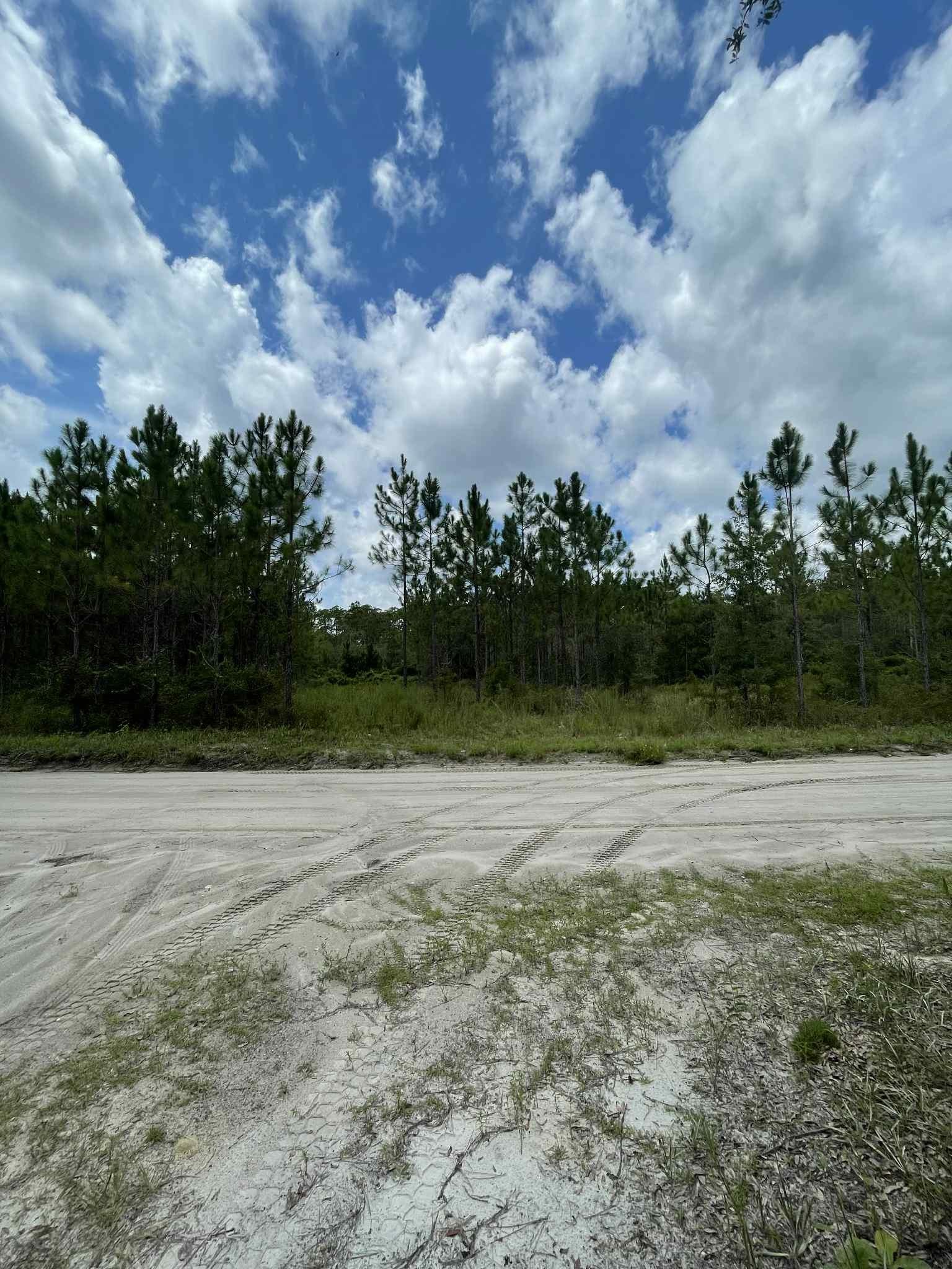 Xx Otter Creek Road Sopchoppy, FL 32358 - Photo 4 of 6