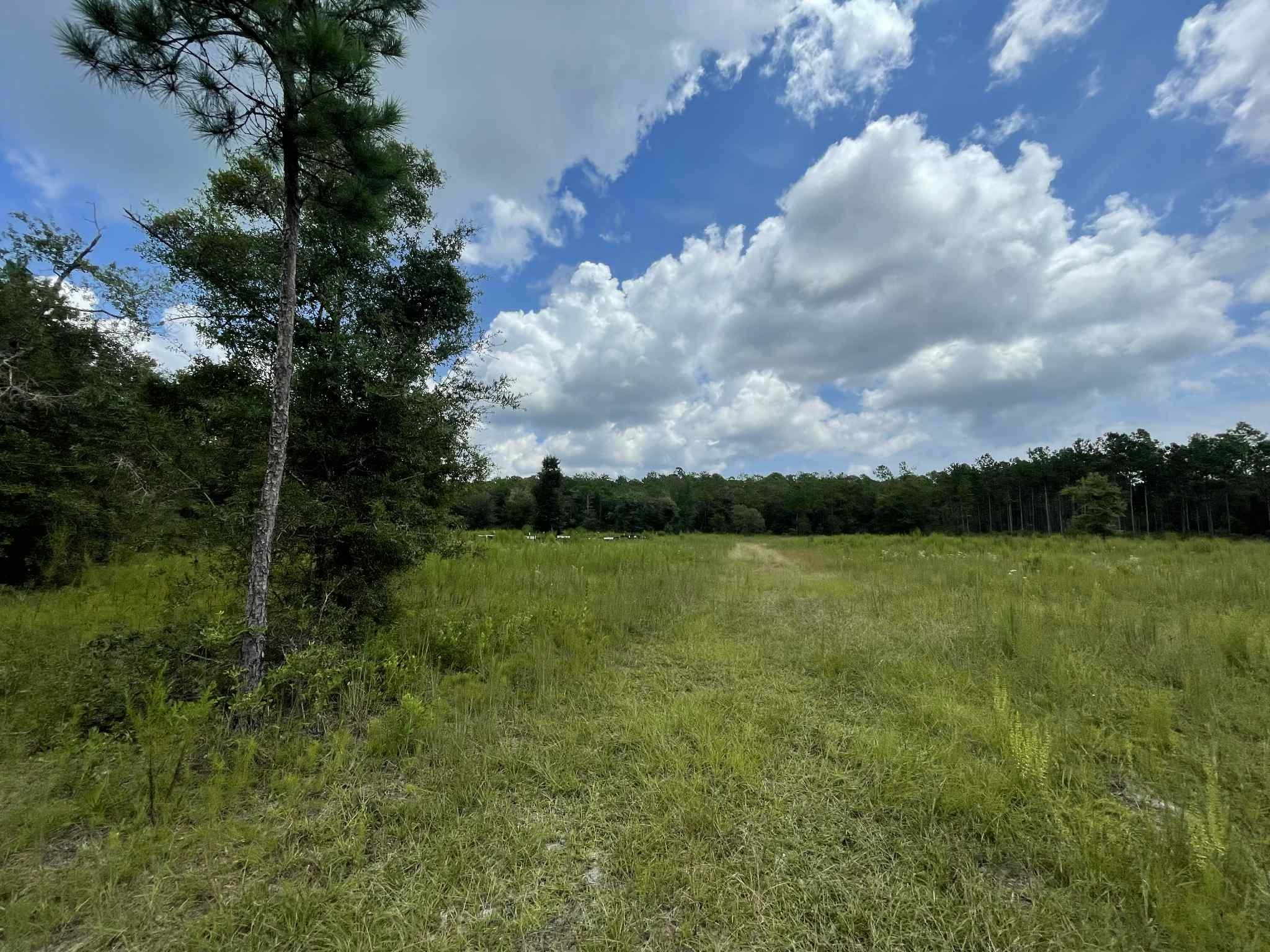 Xx Otter Creek Road Sopchoppy, FL 32358 - Photo 6 of 6