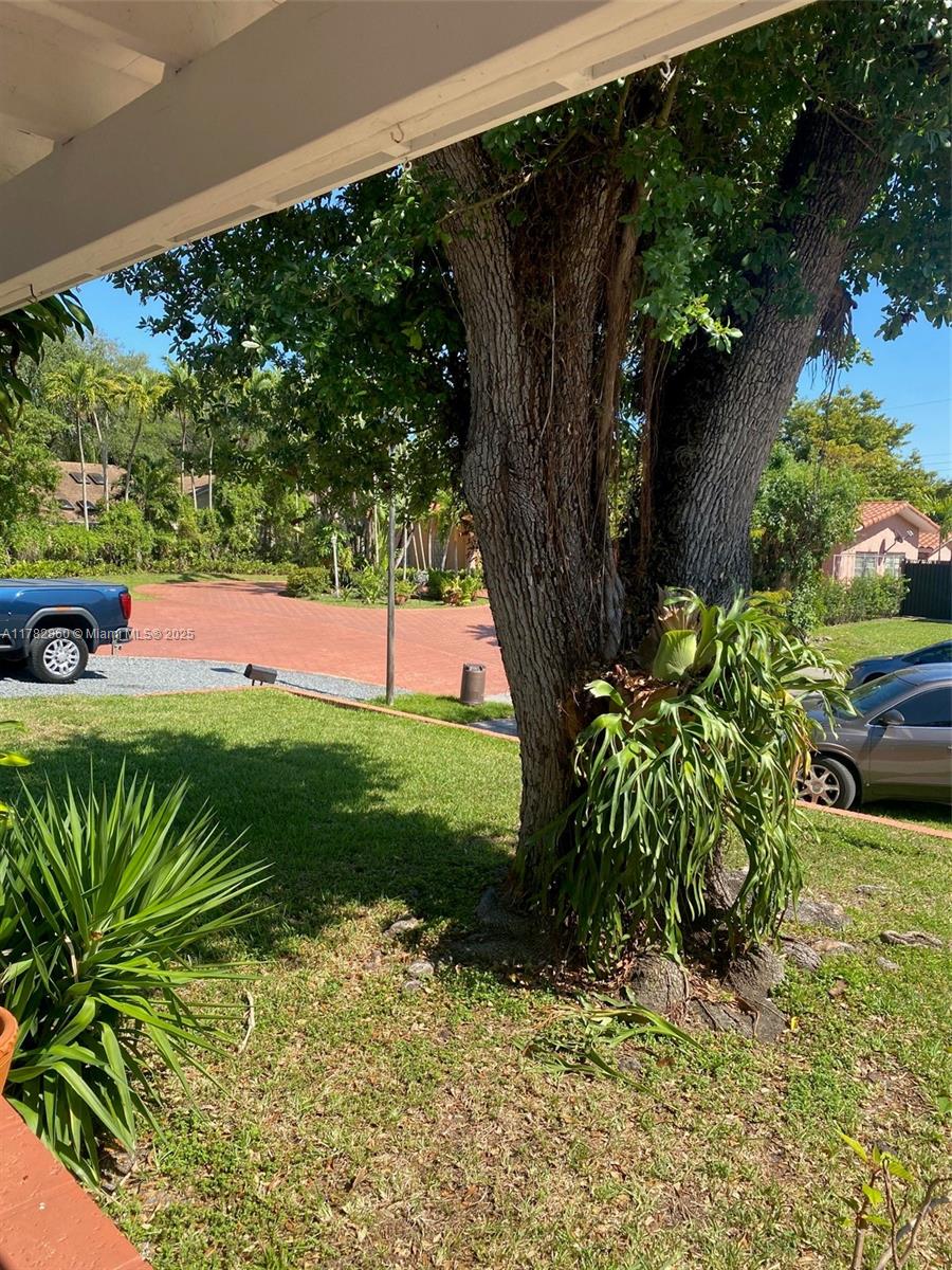 6331 Southwest 17th Street West Miami, FL 33155 - Photo 5 of 42 a view of a yard with plants and large trees