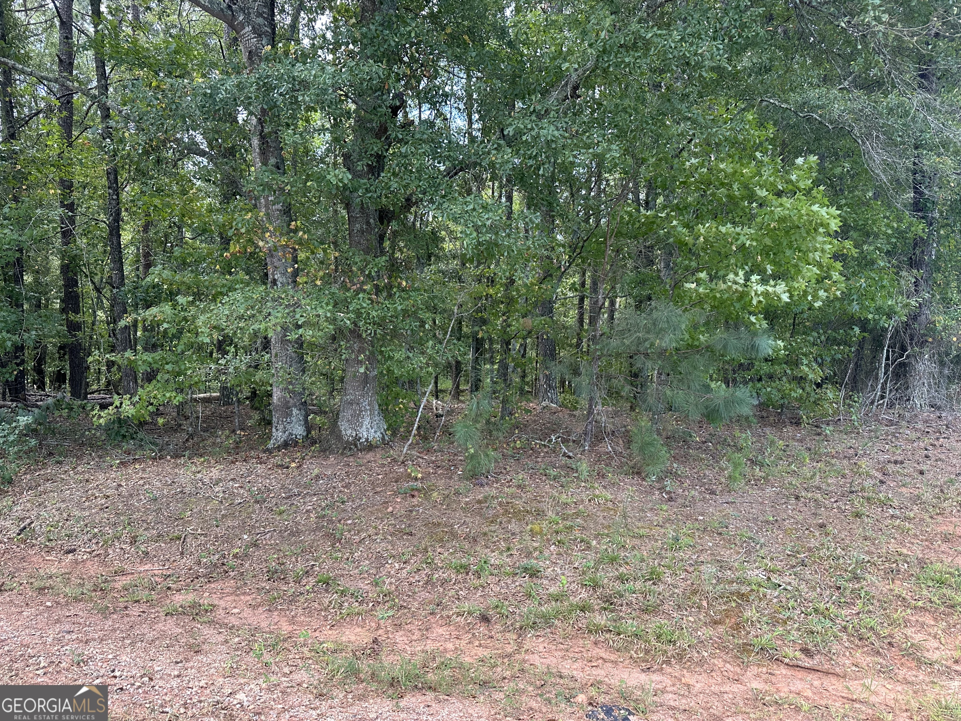 a view of a forest with trees in the background