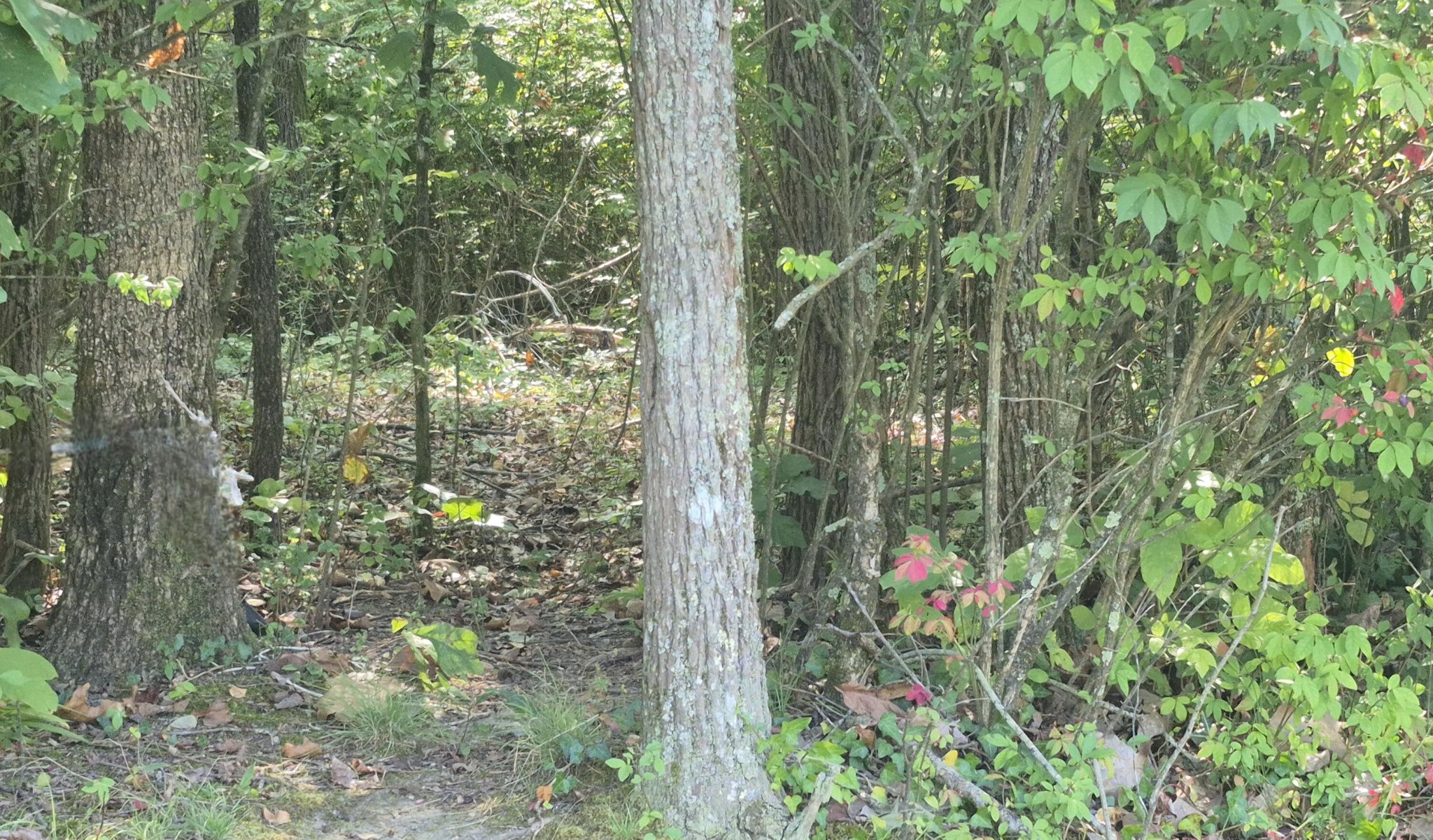 0 Spring Street Monteagle, TN 37356 - Photo 11 of 22 a view of electric plant