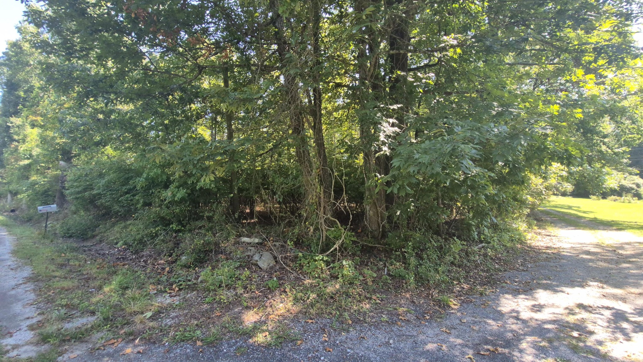 0 Spring Street Monteagle, TN 37356 - Photo 15 of 22 a view of a forest with trees in the background