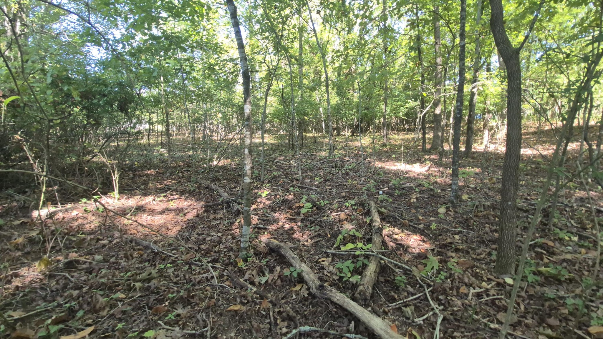 0 Spring Street Monteagle, TN 37356 - Photo 3 of 22 a view of forest