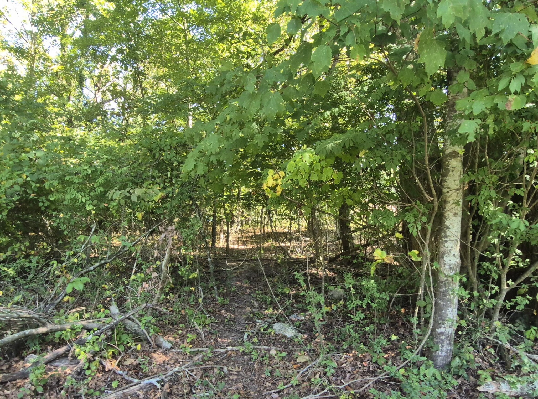 0 Spring Street Monteagle, TN 37356 - Photo 5 of 22 a view of a forest with a tree
