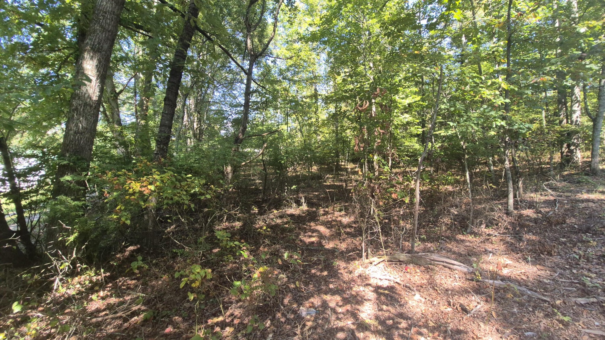 0 Spring Street Monteagle, TN 37356 - Photo 6 of 22 a view of a yard with a tree