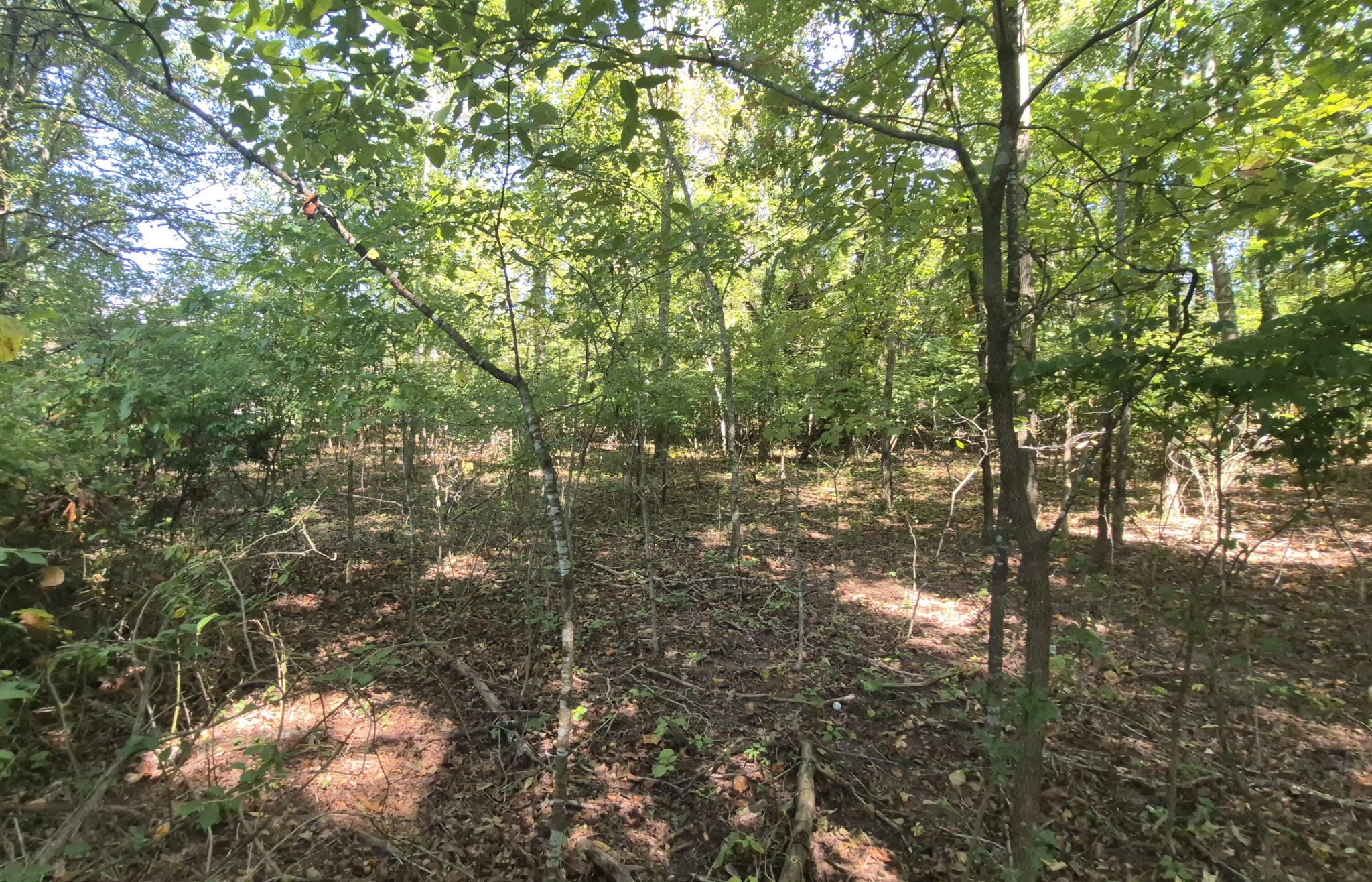 0 Spring Street Monteagle, TN 37356 - Photo 9 of 22 a backyard of a house with a street