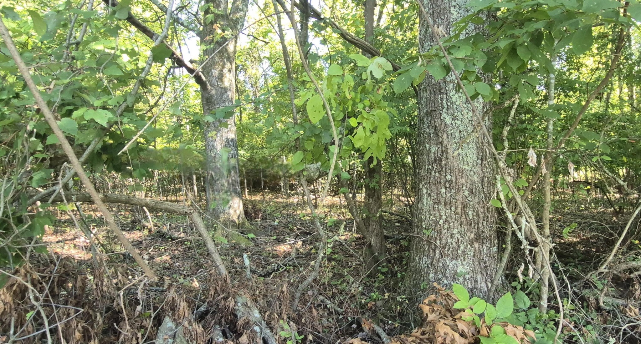 0 Spring Street Monteagle, TN 37356 - Photo 10 of 22 a close up of a plant