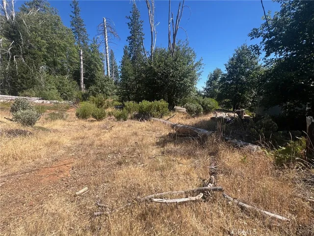 a view of a dry yard with trees