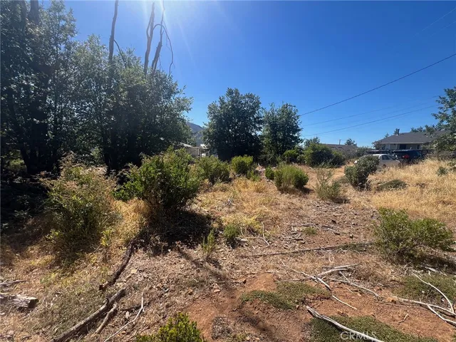 a view of a yard with plants and trees