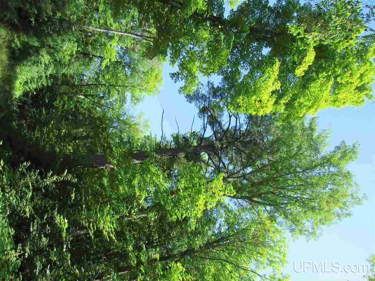 2804-acres Co Rd 442 McMillan, MI 49853 - Photo 26 of 48