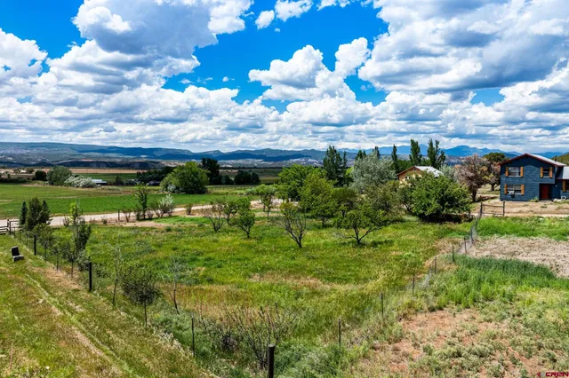 a view of a big yard with plants and large trees