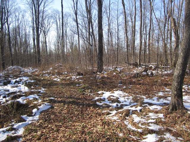 Tbd Off Tbd Off Cth Ff Mercer, WI 54547 - Photo 12 of 20 Gallery Image 12