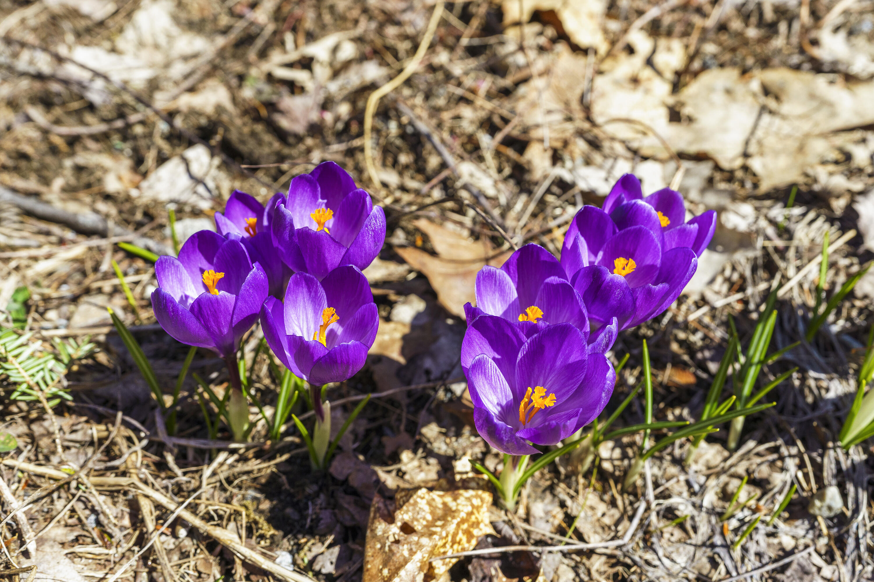 42 Lord Road Westport Island, ME 04578 - Photo 46 of 46 87-42 Lord Rd, Westport Island, ME-TP