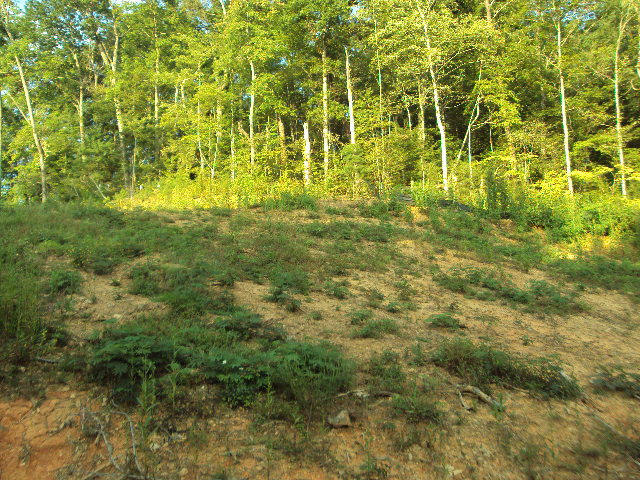 508 Gnatty Branch Road Sevierville, TN 37876 - Photo 8 of 10 DSC06684