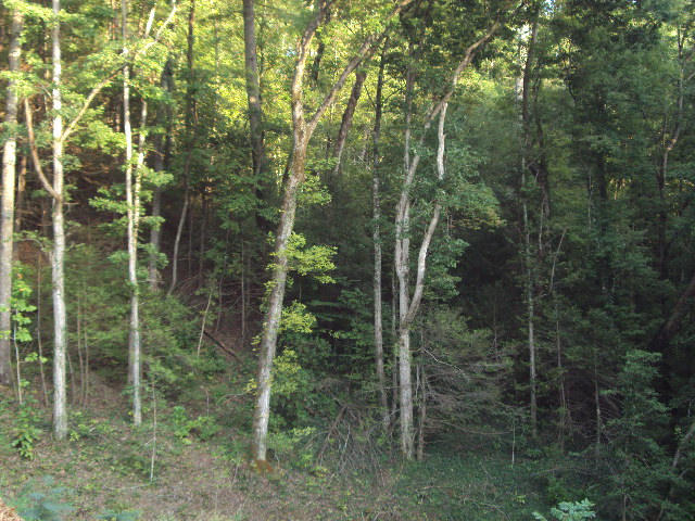 508 Gnatty Branch Road Sevierville, TN 37876 - Photo 9 of 10 DSC06685