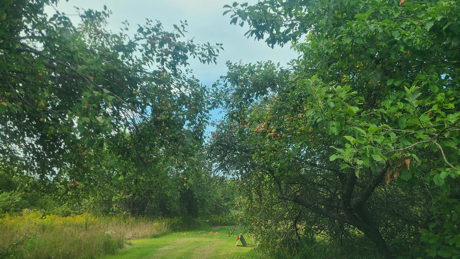 350 High Meadow Road Perham, ME 04766 - Photo 3 of 38 20250902_164044 (2)