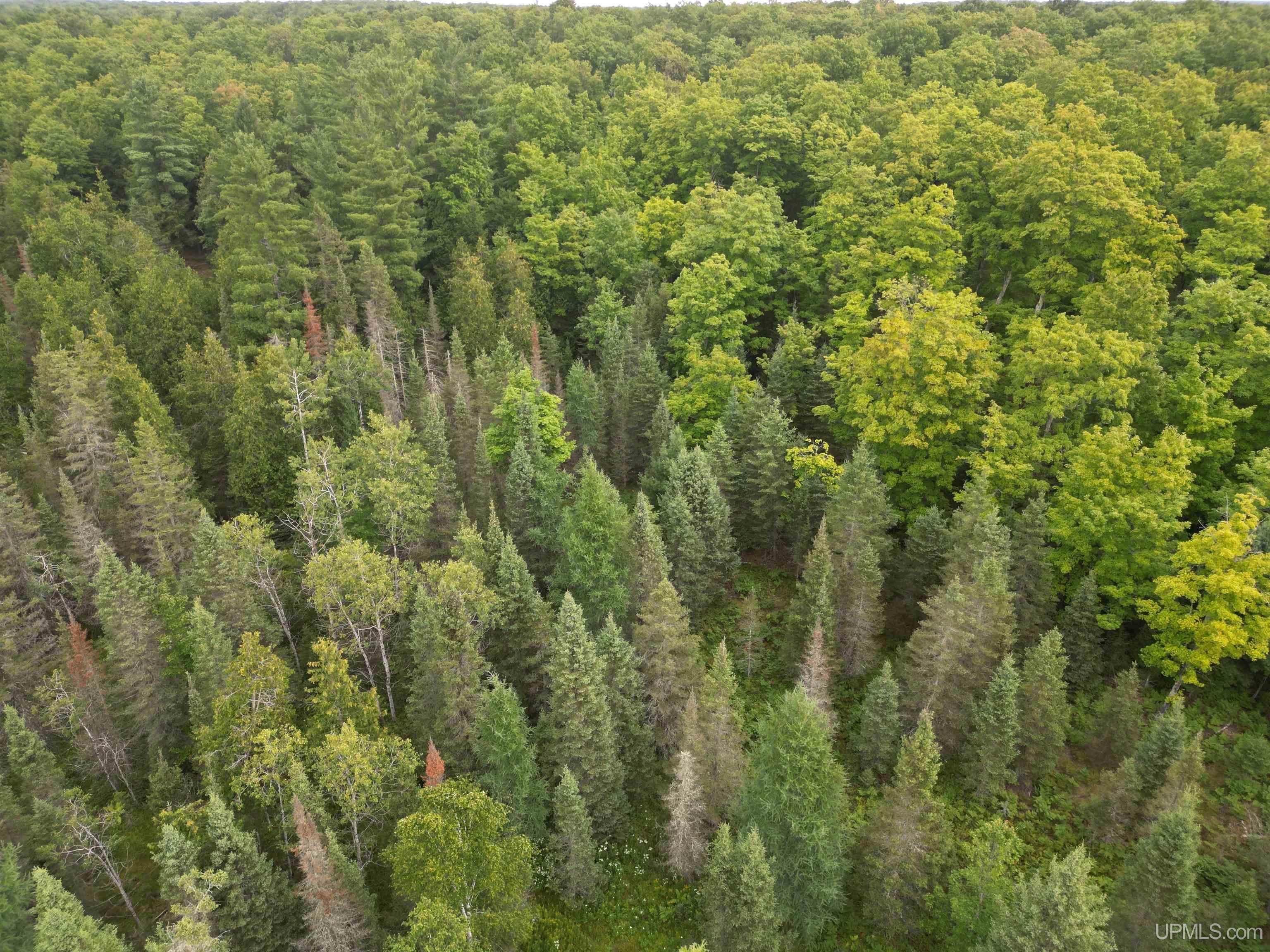 Tbd Tbd County Road, Unit 1 Cornell, MI 49818 - Photo 4 of 41