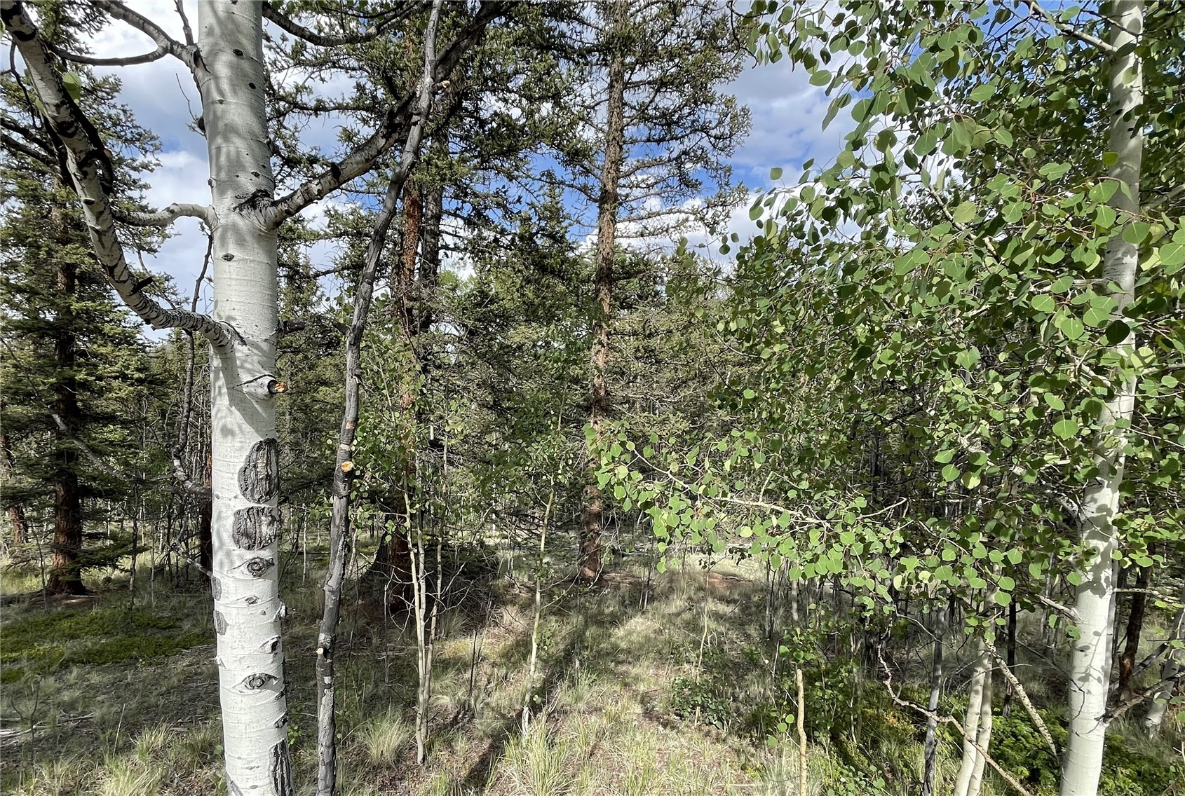 80 Haida Road Como, CO 80456 - Photo 3 of 31 a close up of a tree