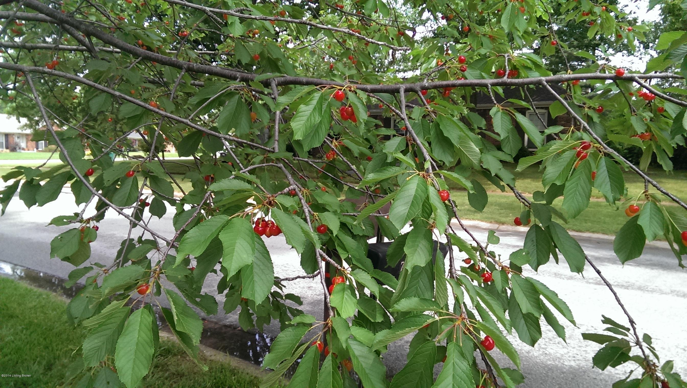 7602 Tempsclair Road Louisville, KY 40220 - Photo 36 of 44 Enjoy cherries off your own tree every June.