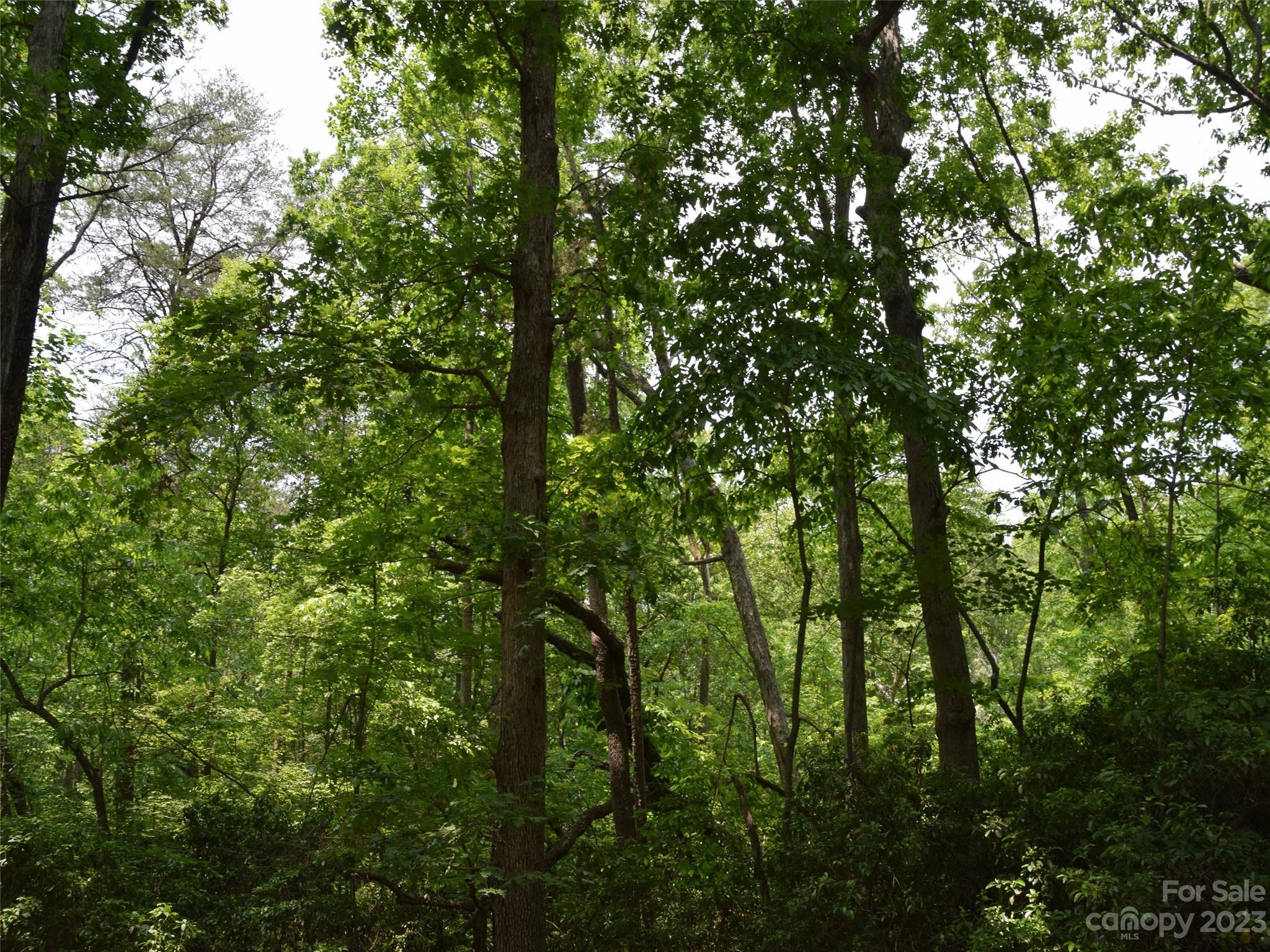 Lot 9 Club Road Campobello, SC 29322 - Photo 1 of 10 a view of forest