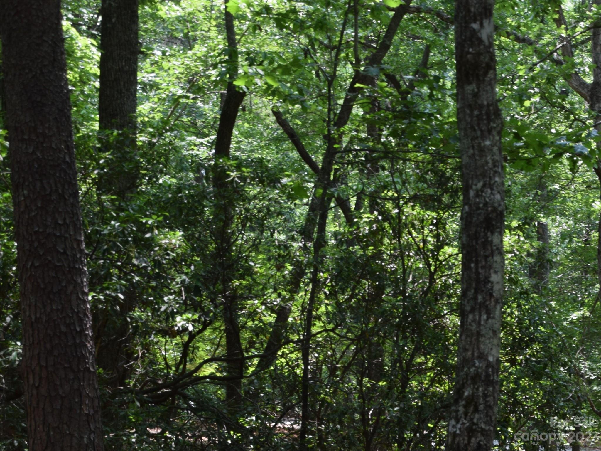 Lot 9 Club Road Campobello, SC 29322 - Photo 3 of 10 a close up of a tree
