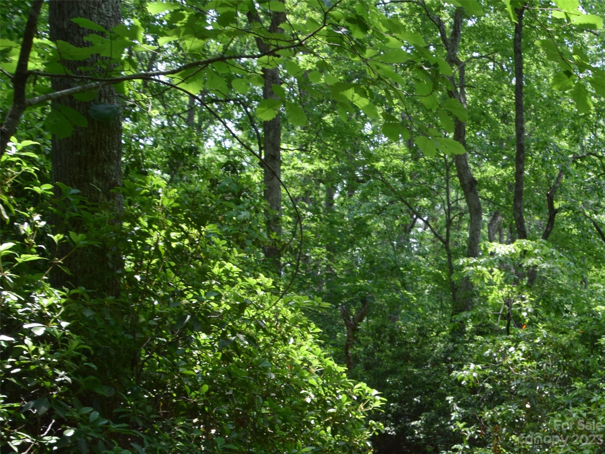 Lot 9 Club Road Campobello, SC 29322 - Photo 5 of 10 a view of a lush green forest