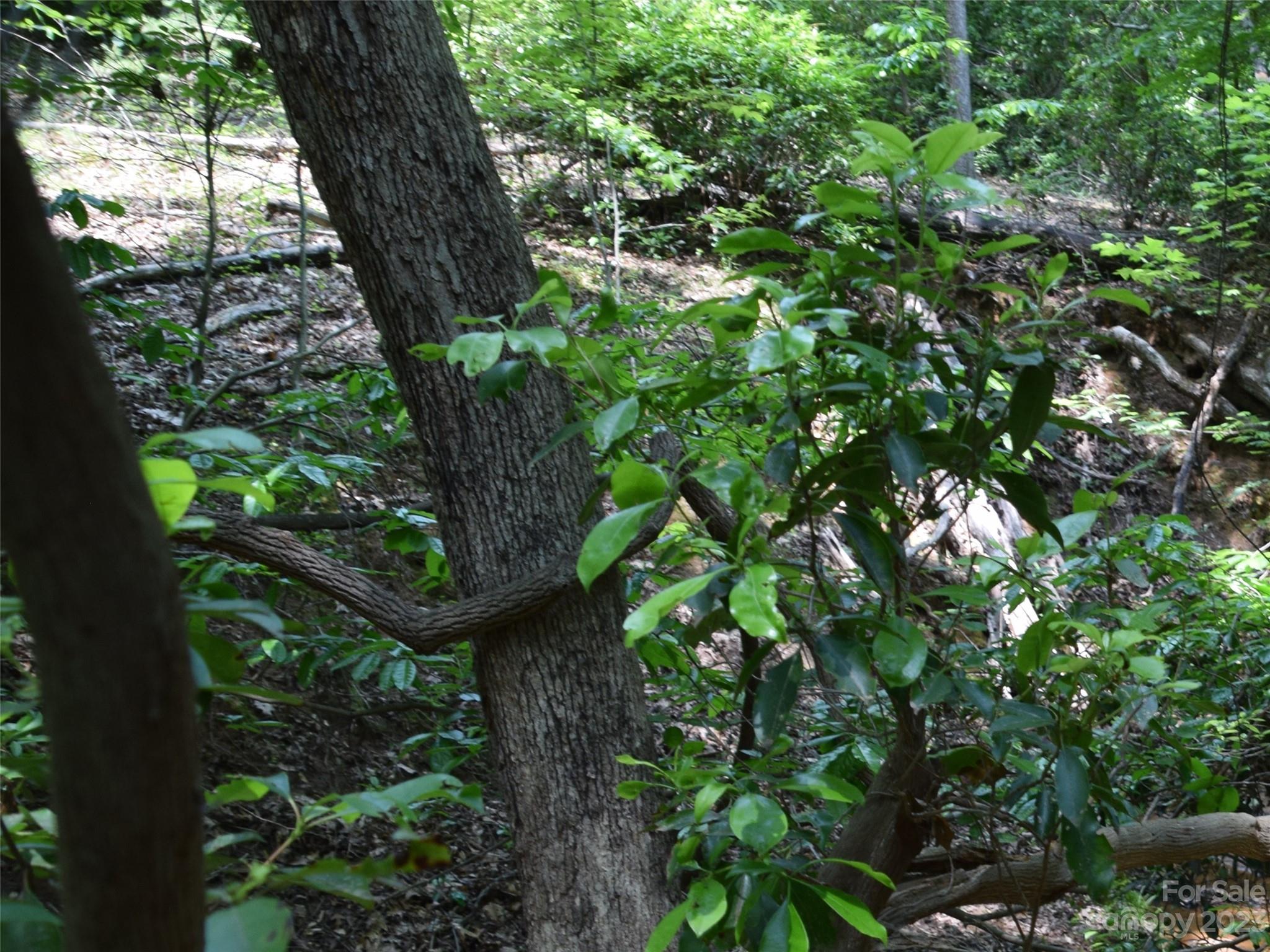Lot 9 Club Road Campobello, SC 29322 - Photo 8 of 10